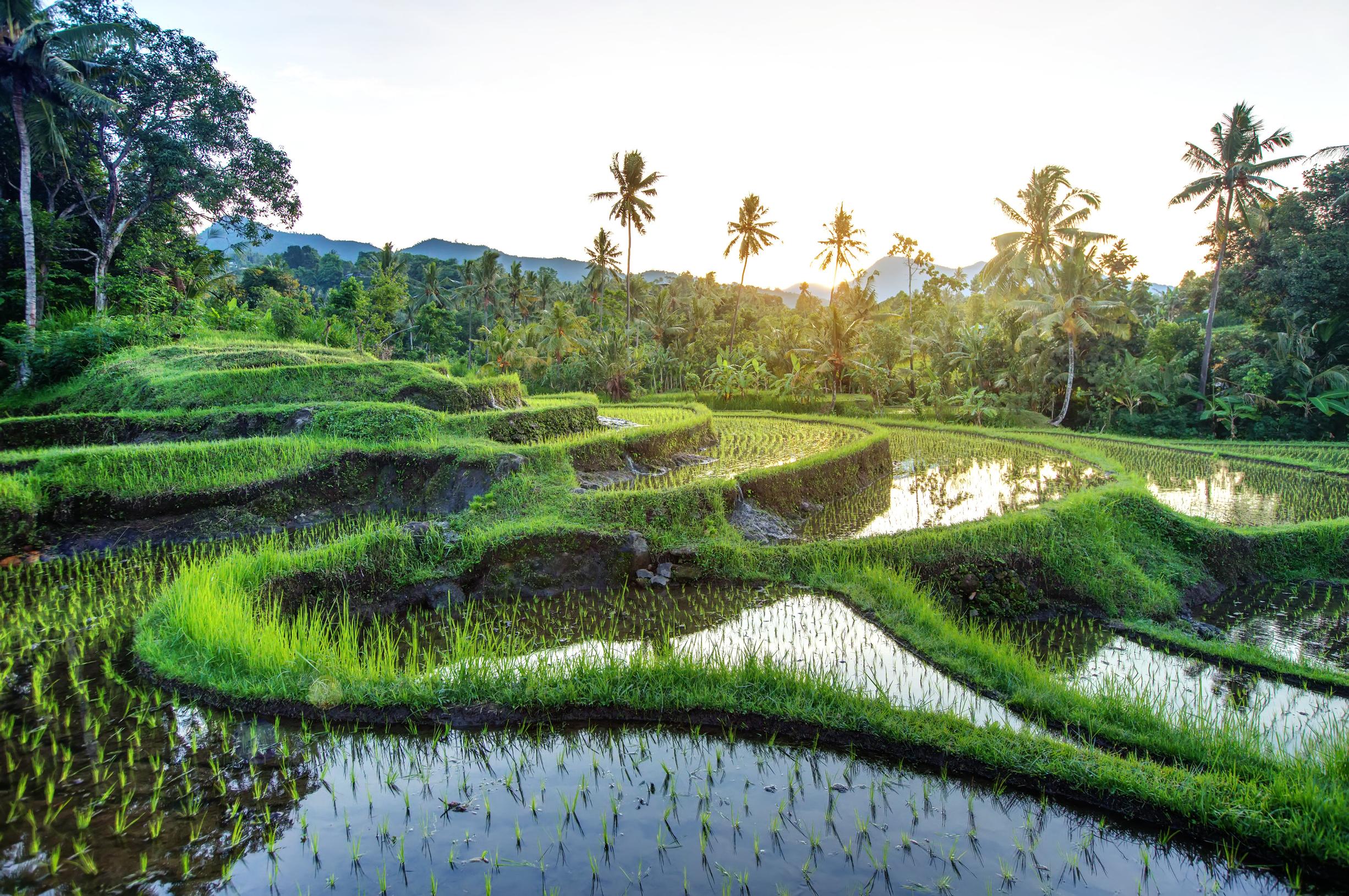 Päivän Apu 31.3.2019: Indonesia on nykyään kaikkien ulottuvilla
