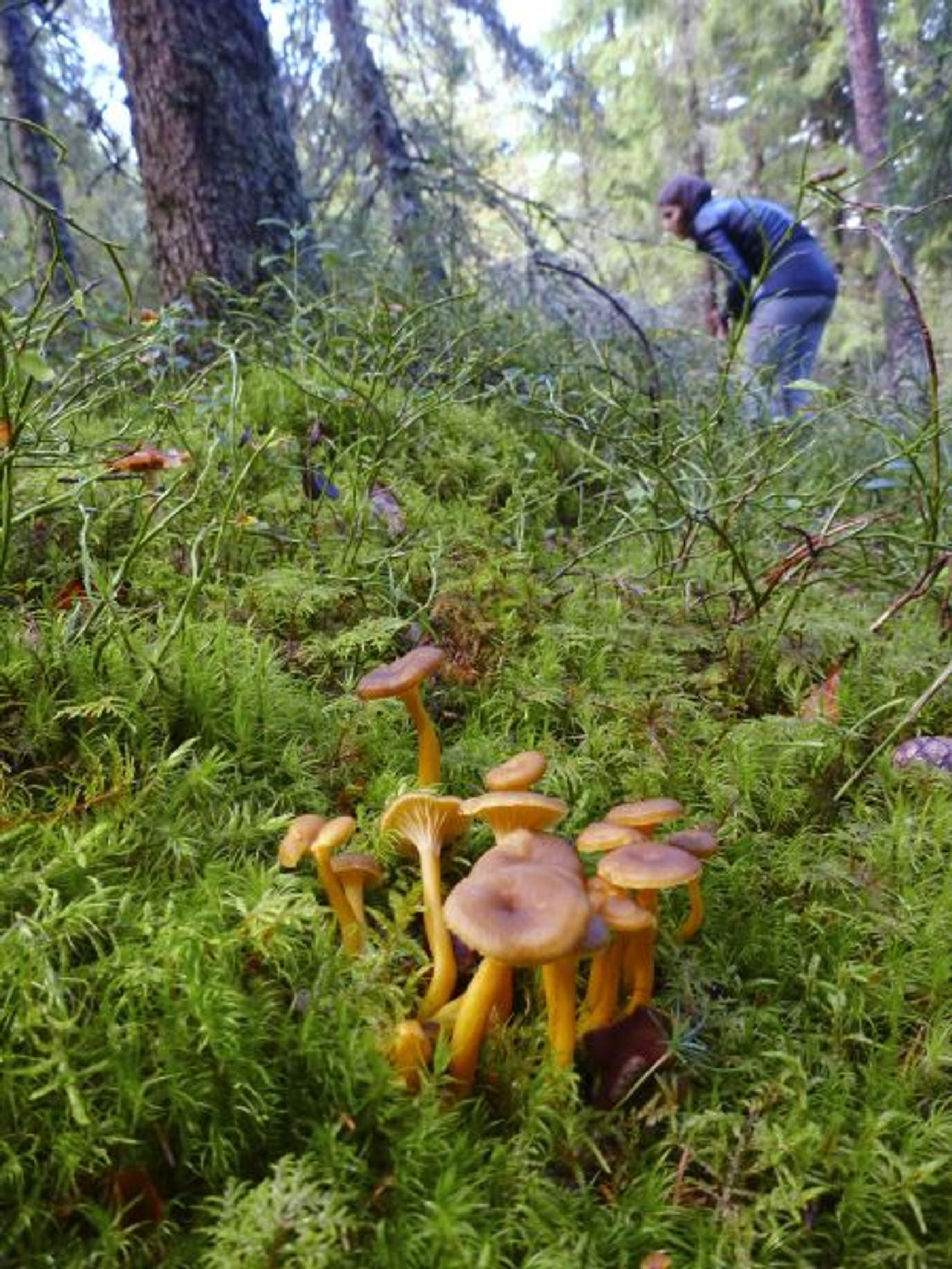 Sienet | Näin sota teki entisestä hylkiöstä koko Suomen suosikin | Apu  Terveys
