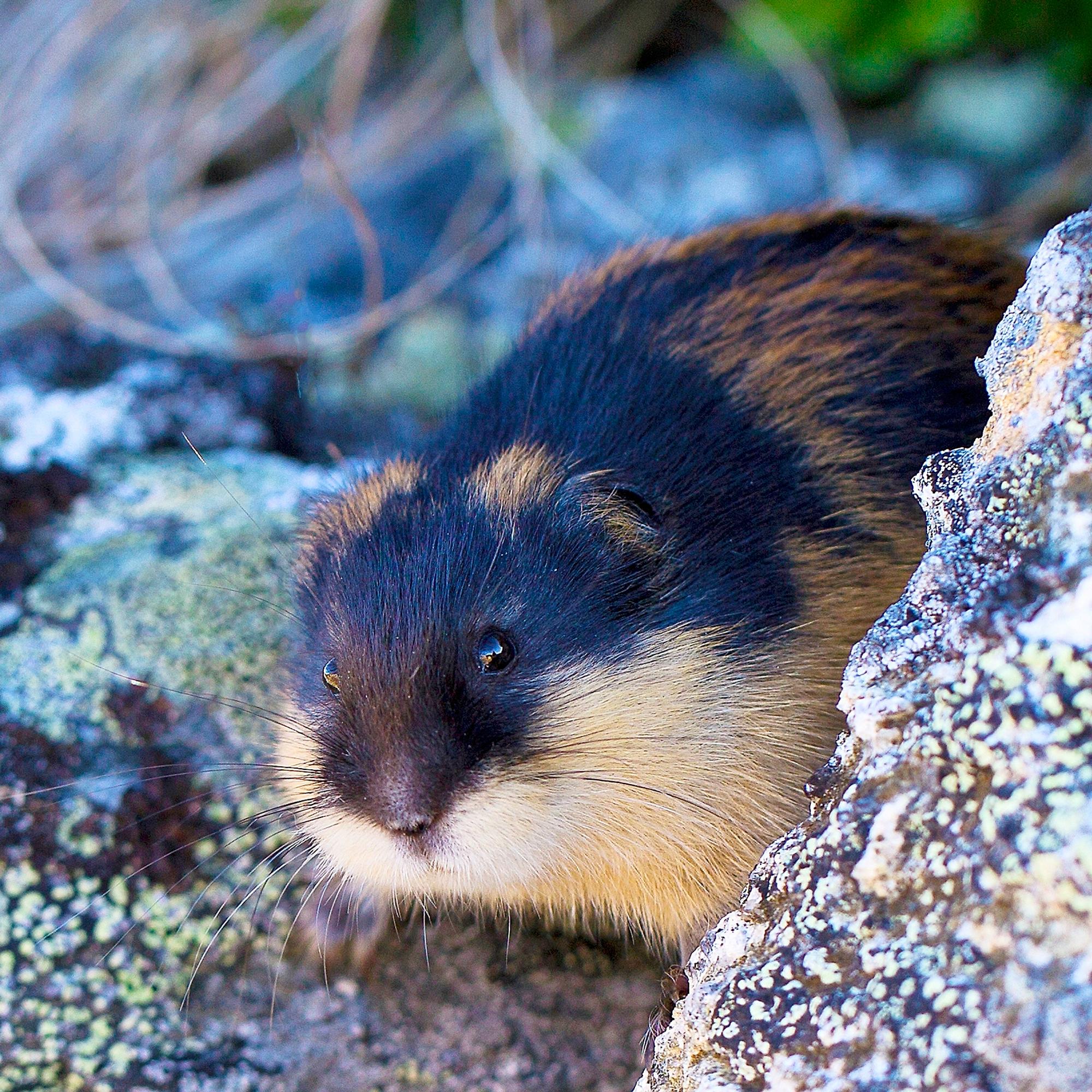 Sopulit eivät enää viihdy Suomen lämmössä – Nightwish-yhtyeen interaktiivinen näyttely avautui Kiteellä – Kotimaan katsaus