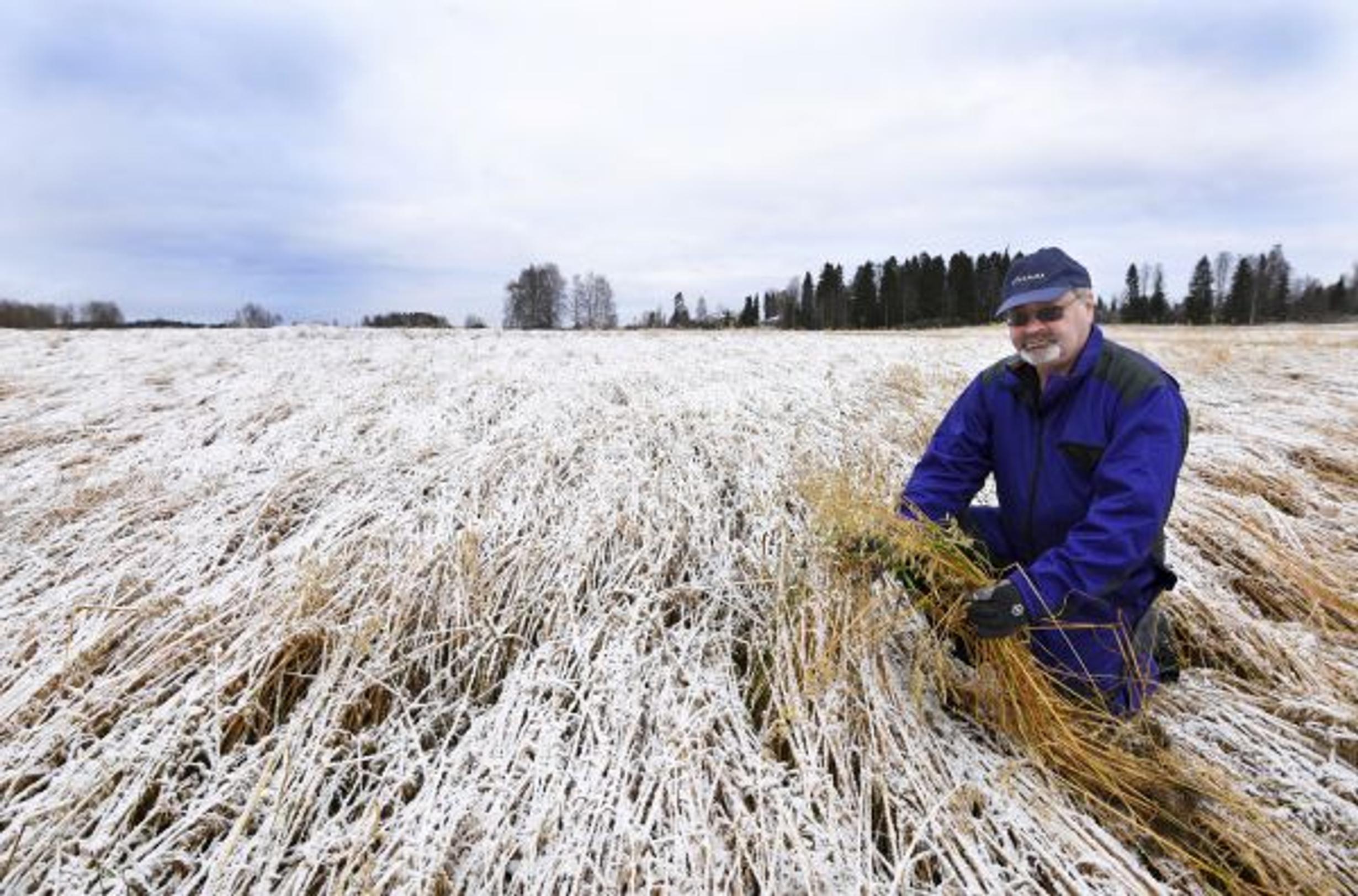 Sateinen kesä oli tragedia suomalaisille viljelijöille: "Tämä lienee Aitokauran loppu"