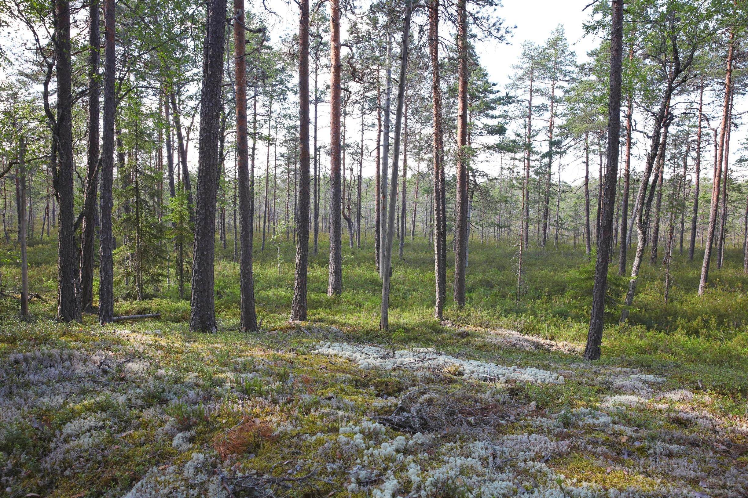 Vaskijärven luonnonpuiston metsät ja suot ovat säilyneet harvinaisen luonnontilaisina.