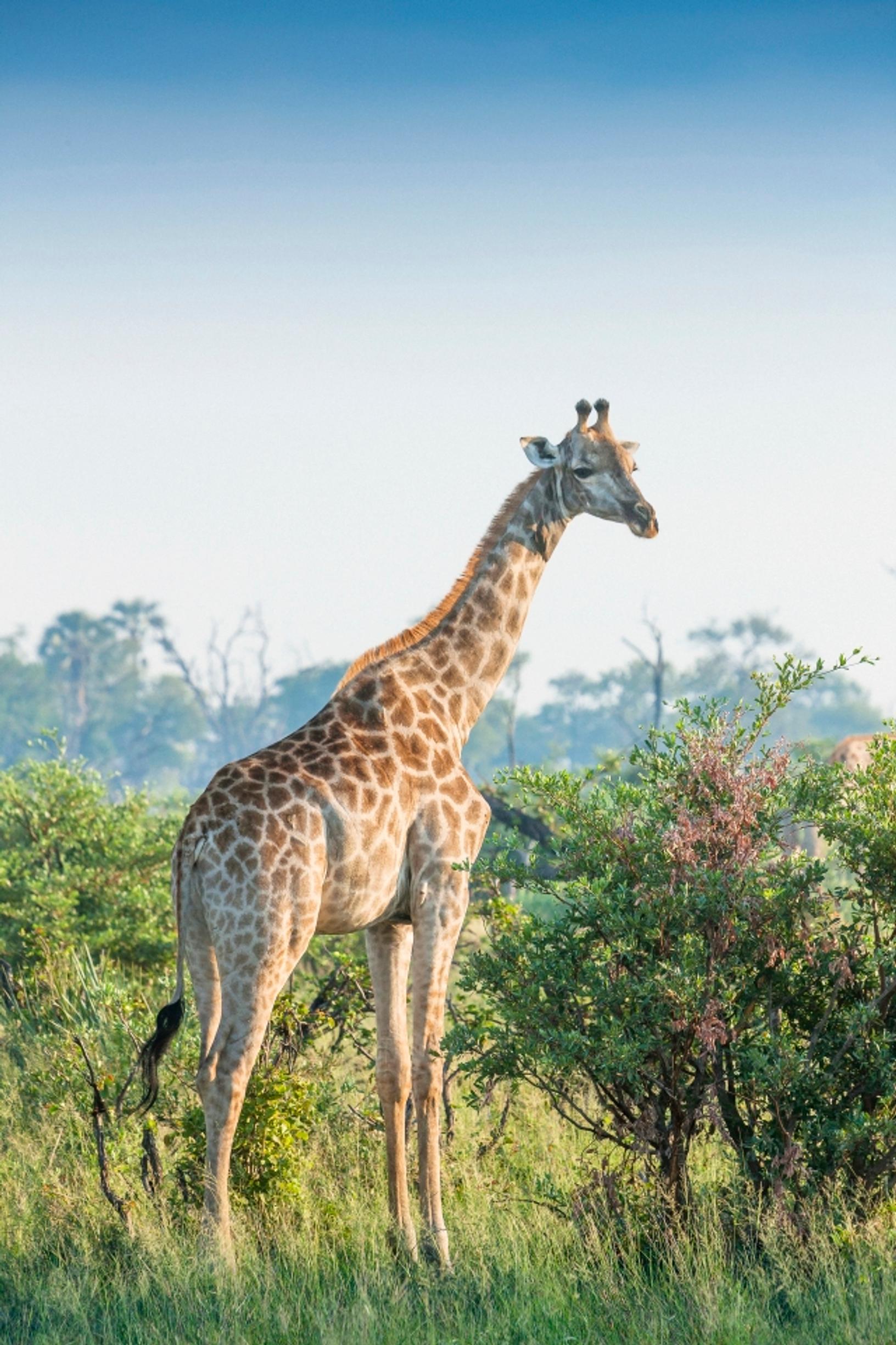 Kerran elämässä: Okavangon safari