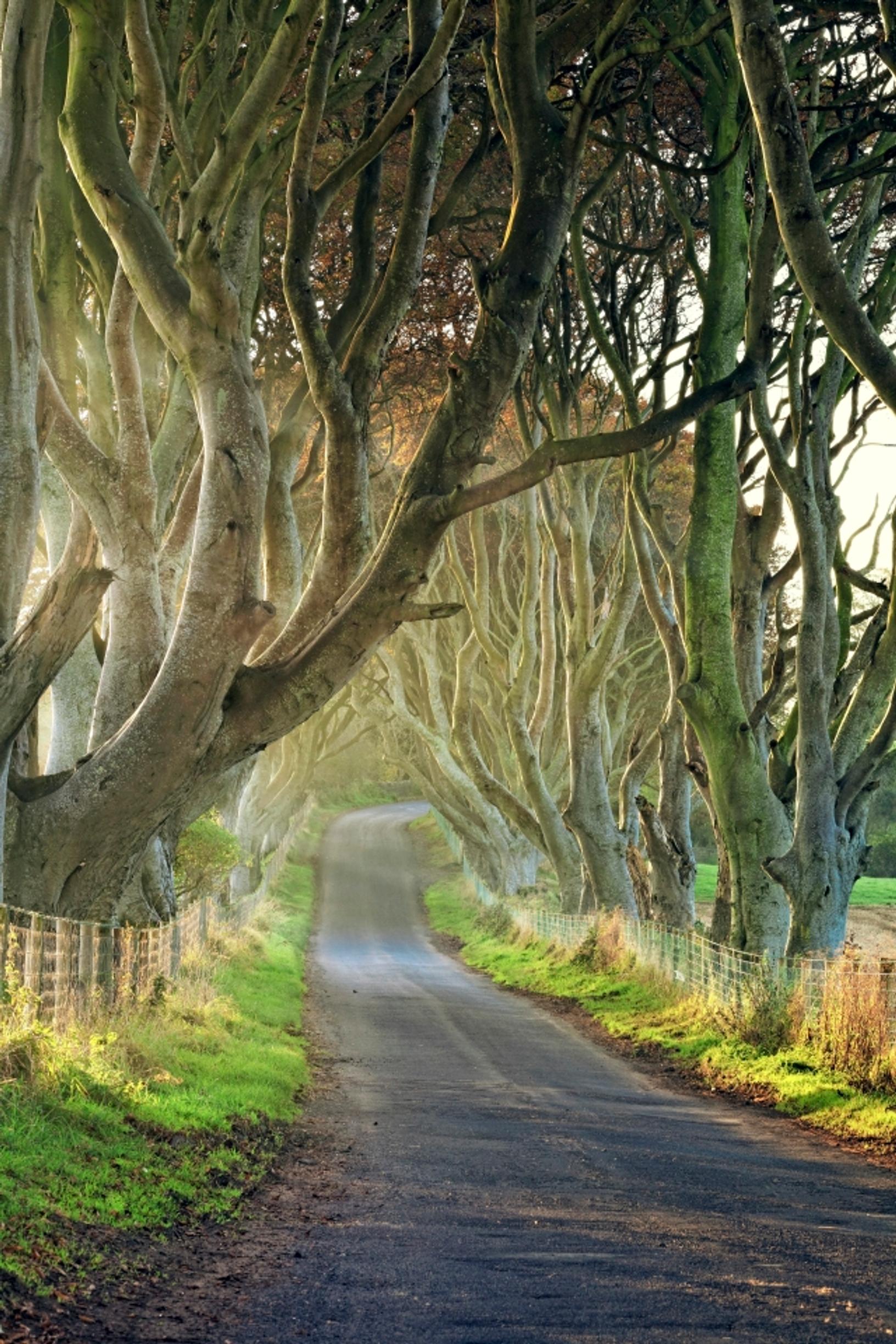 Game of thrones matkat mondo