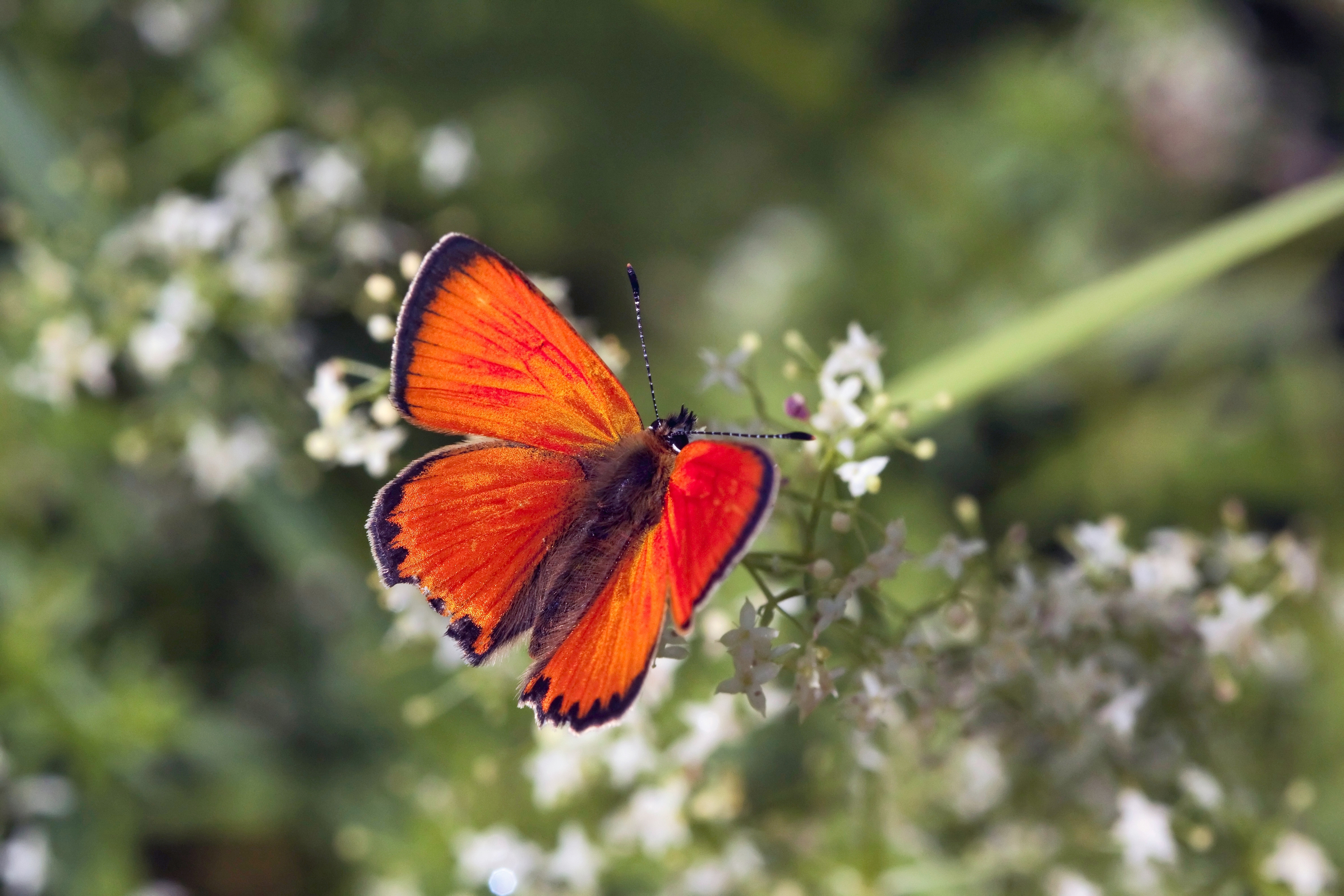 Hopeatäpliä ja kultasiipiä – tunnistatko nämä perhoslajit? | Apu