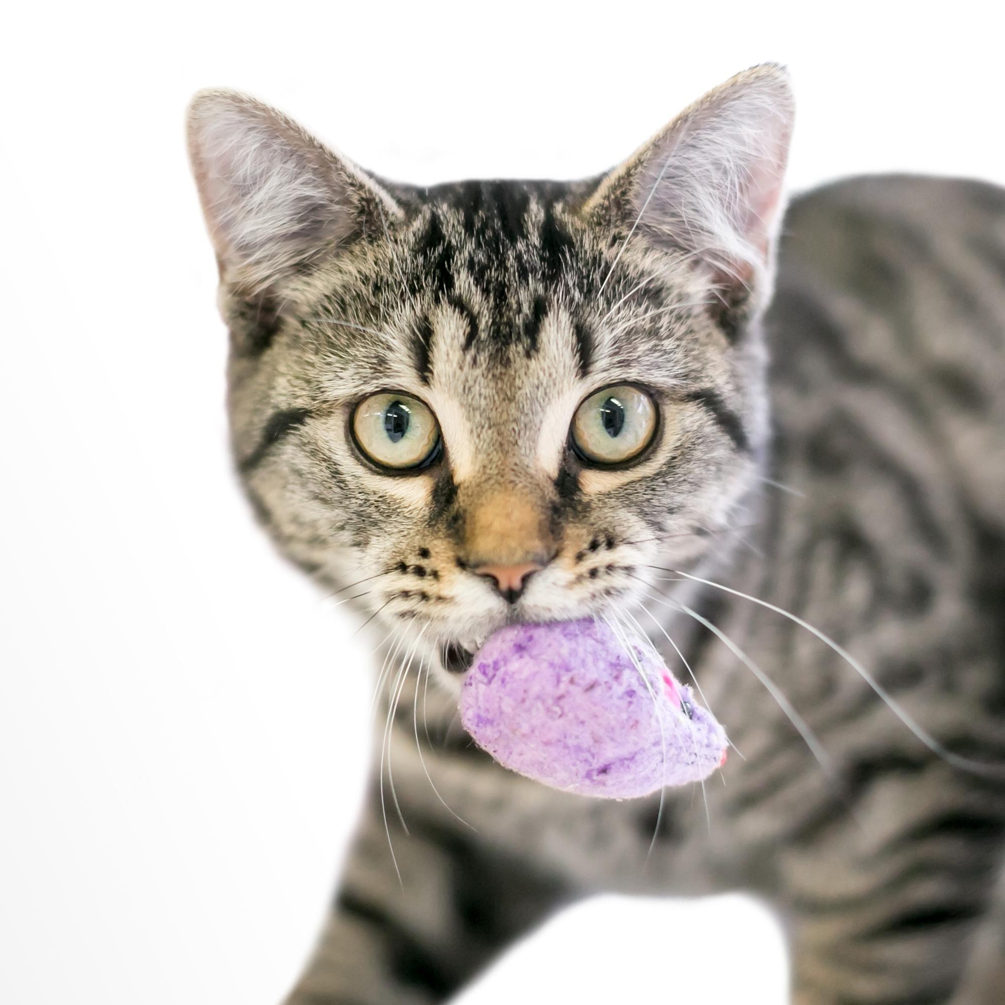 Luulitko, ettei kissa osaa noutaa niin kuin koira?