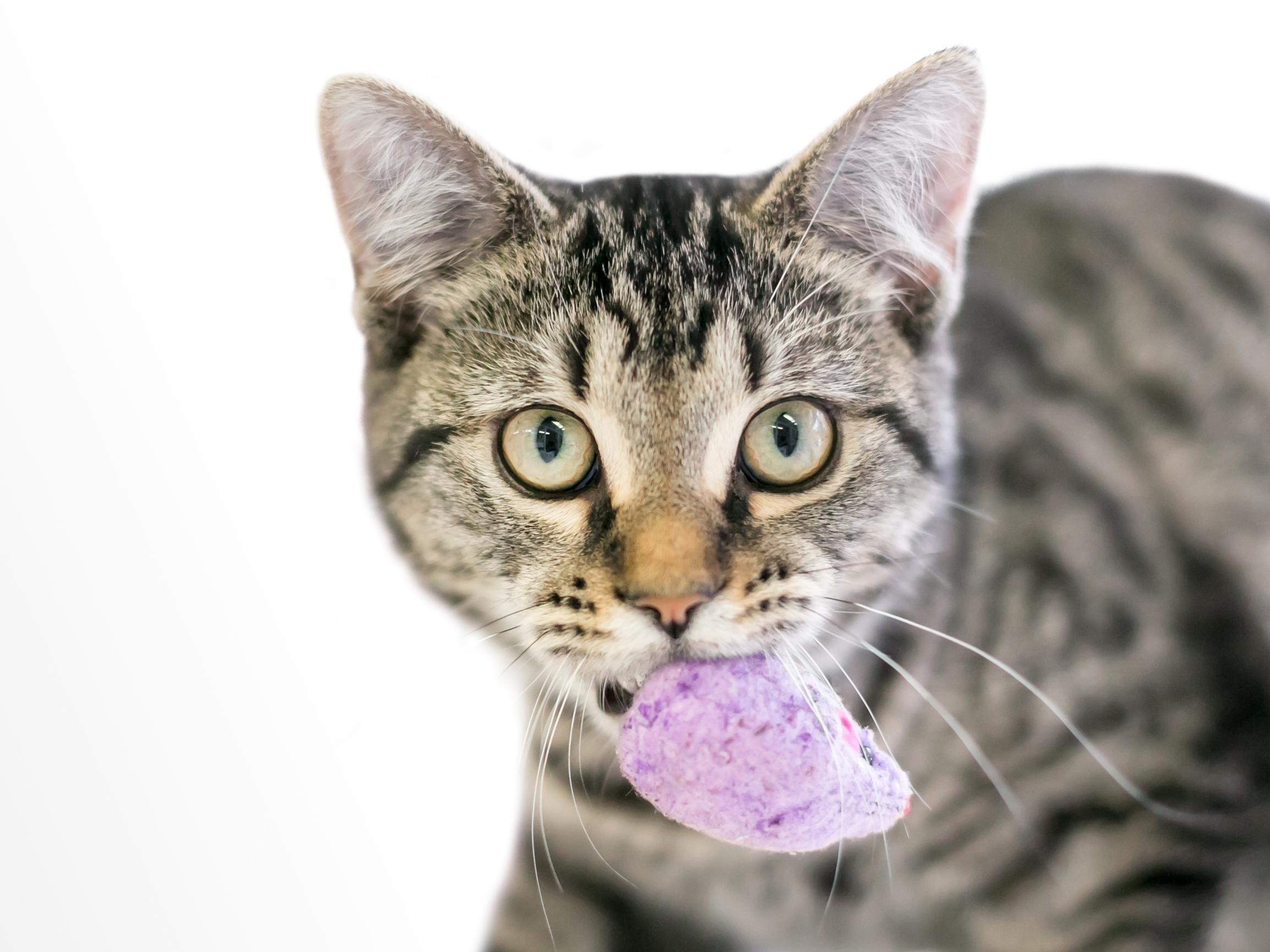 Luulitko, ettei kissa osaa noutaa niin kuin koira?