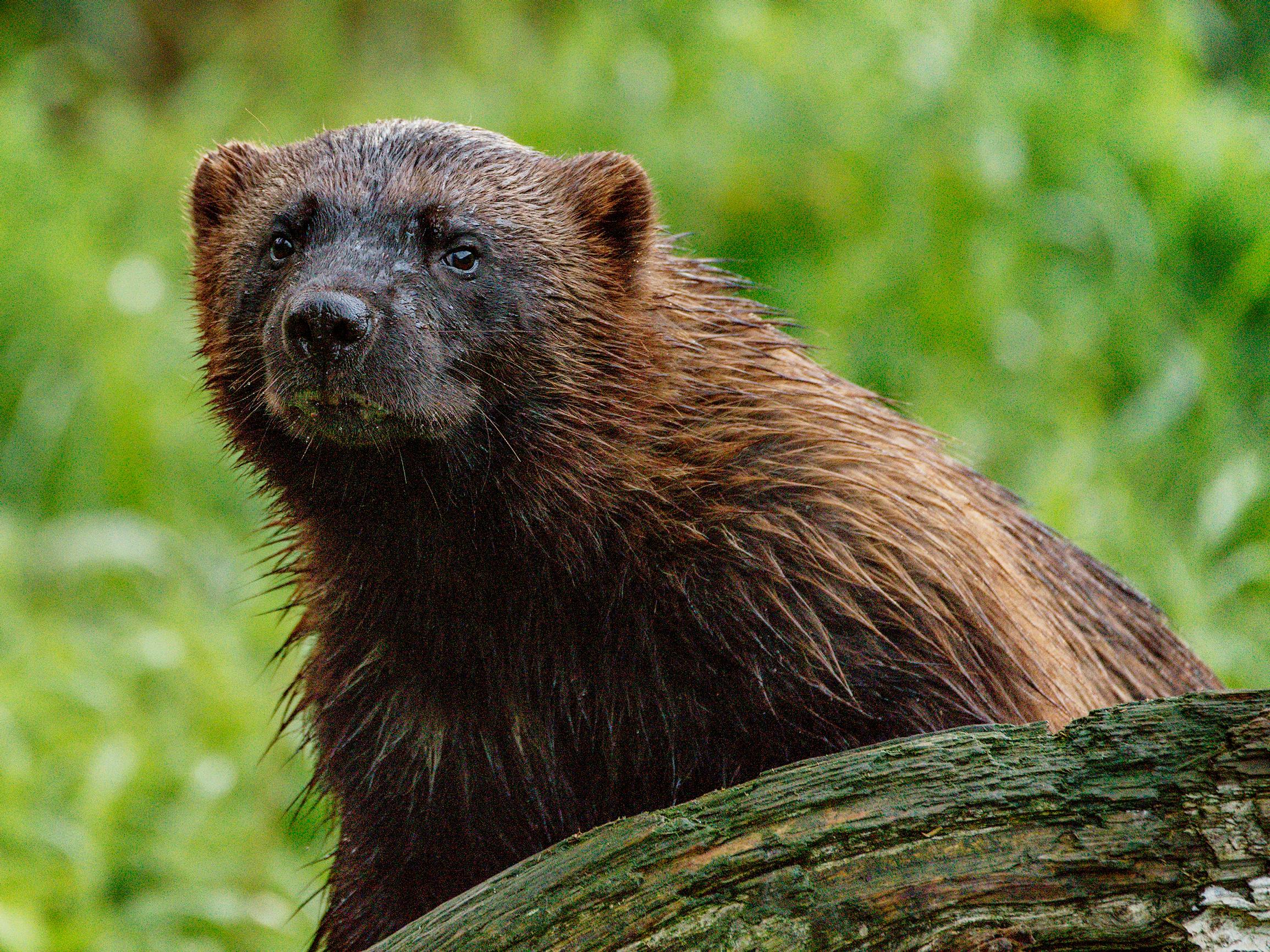 Lieksa on maailman paras paikka nähdä ahma: Kotimaankohde salpaa hengen myös maisemillaan