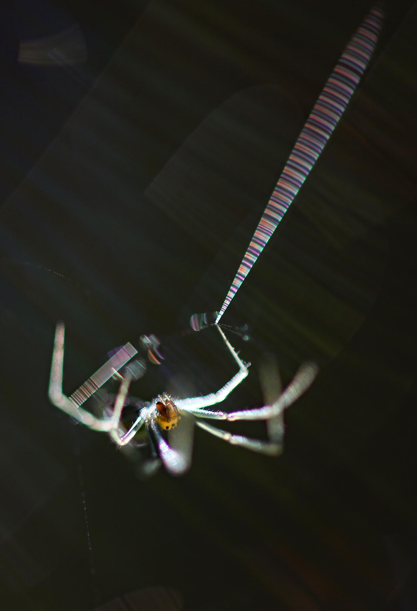 Hämähäkit syövät vuodessa ihmiskunnan verran biomassaa. Kuvan riippuhämähäkki on metsiemme yleisimpiä kahdeksanjalkaisia.