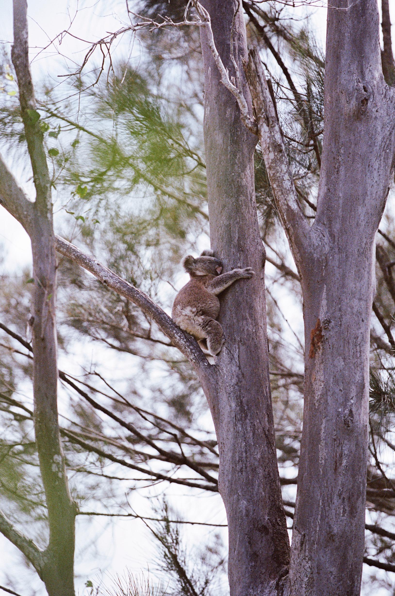 Luonnonvarainen koala Northern Riversin seudulla.