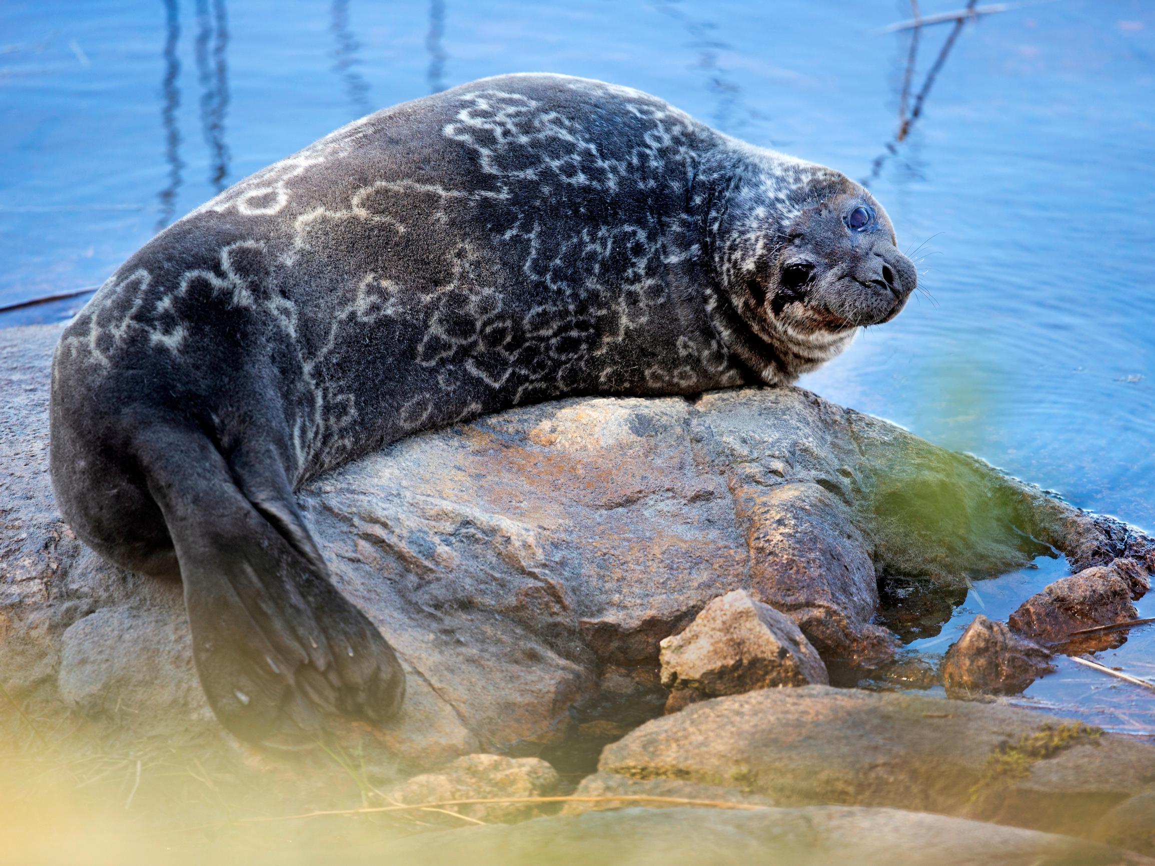 Vuosi oli kurja saimaannorpan poikasille – Talviset juoksutukset koituivat ehkä kuuttien kohtaloksi