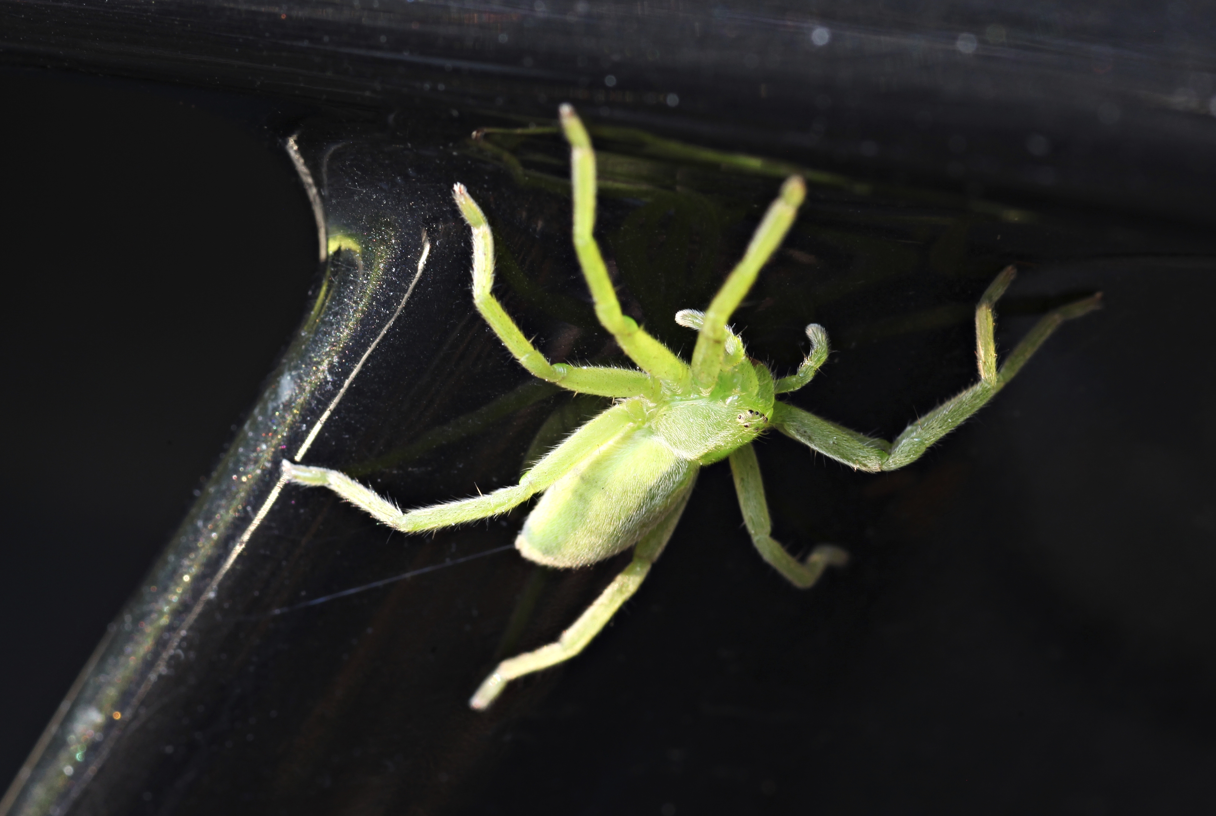 Hämähäkit syövät vuodessa ihmiskunnan verran biomassaa | Apu