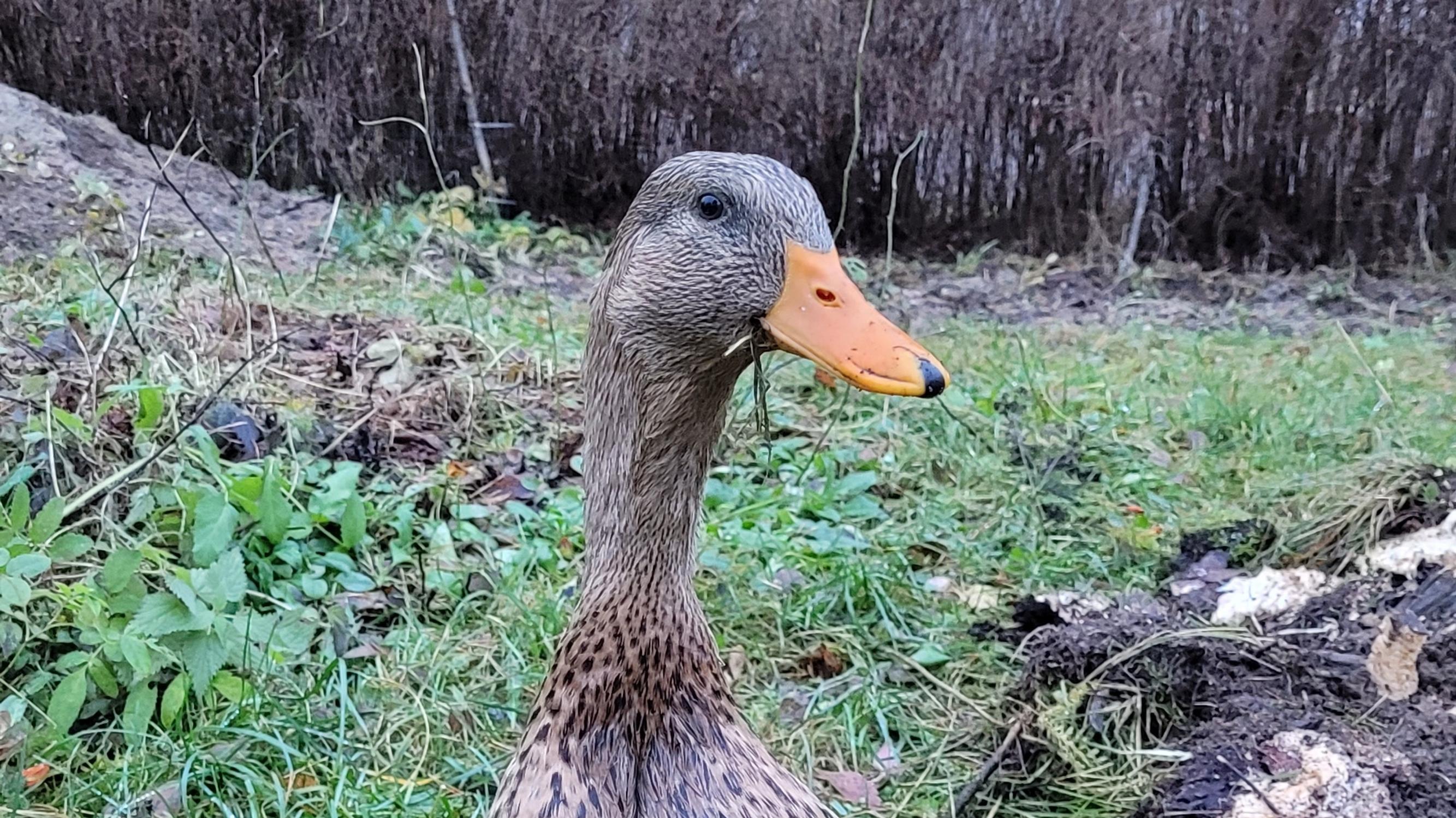 Pikkuankka oli pippurinen ja kovaääninen – Pieni taistelija selvisi virustaudista ja kanahaukasta
