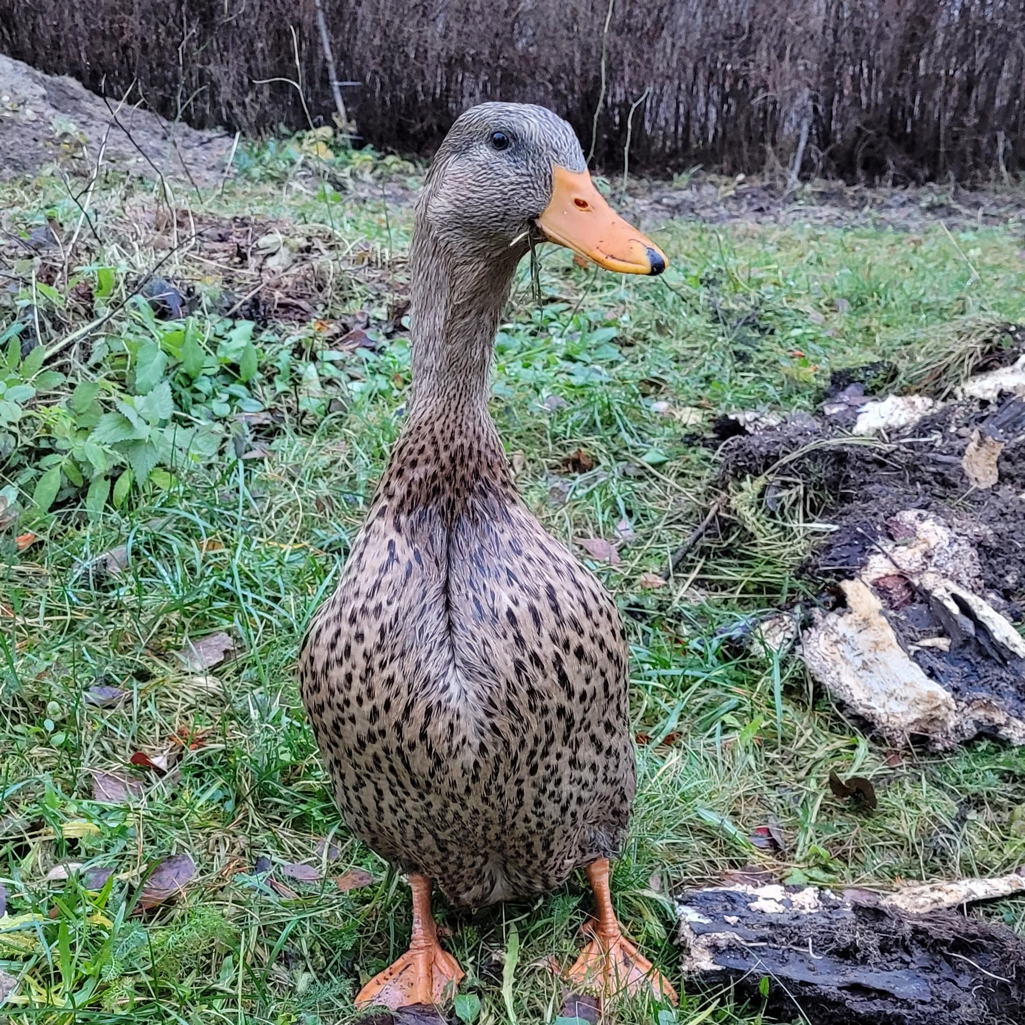 Pikkuankka oli pippurinen ja kovaääninen – Pieni taistelija selvisi virustaudista ja kanahaukasta