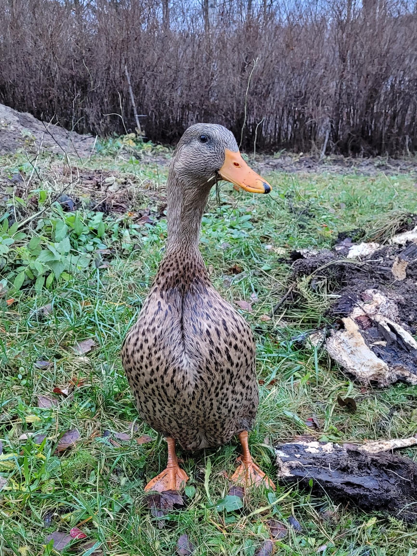 Pikkuankka oli pippurinen ja kovaääninen – Pieni taistelija selvisi virustaudista ja kanahaukasta