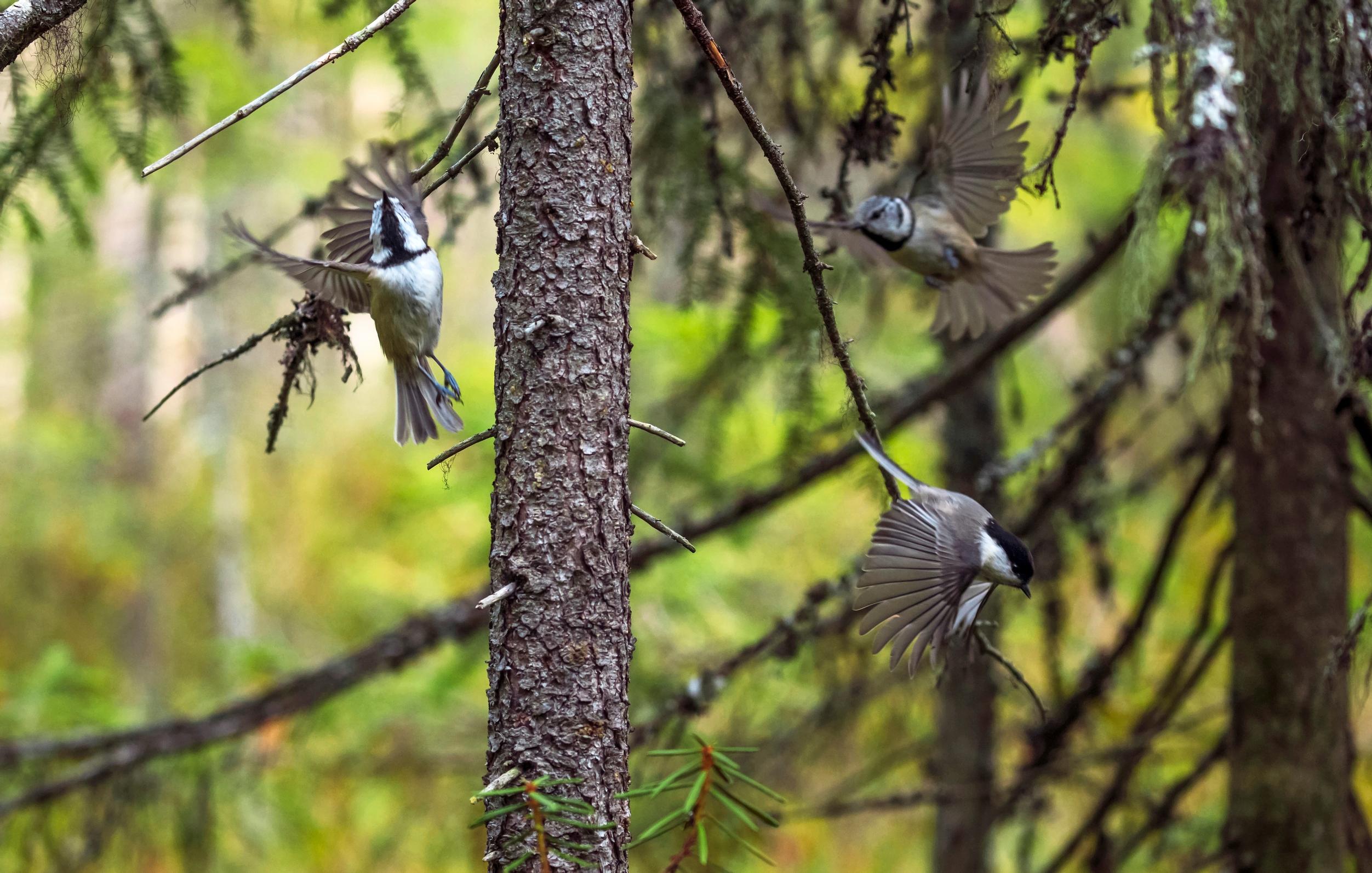 Töyhtötiainen ja hömötiainen viihtyvät vanhassa metsässä, valokuva.  