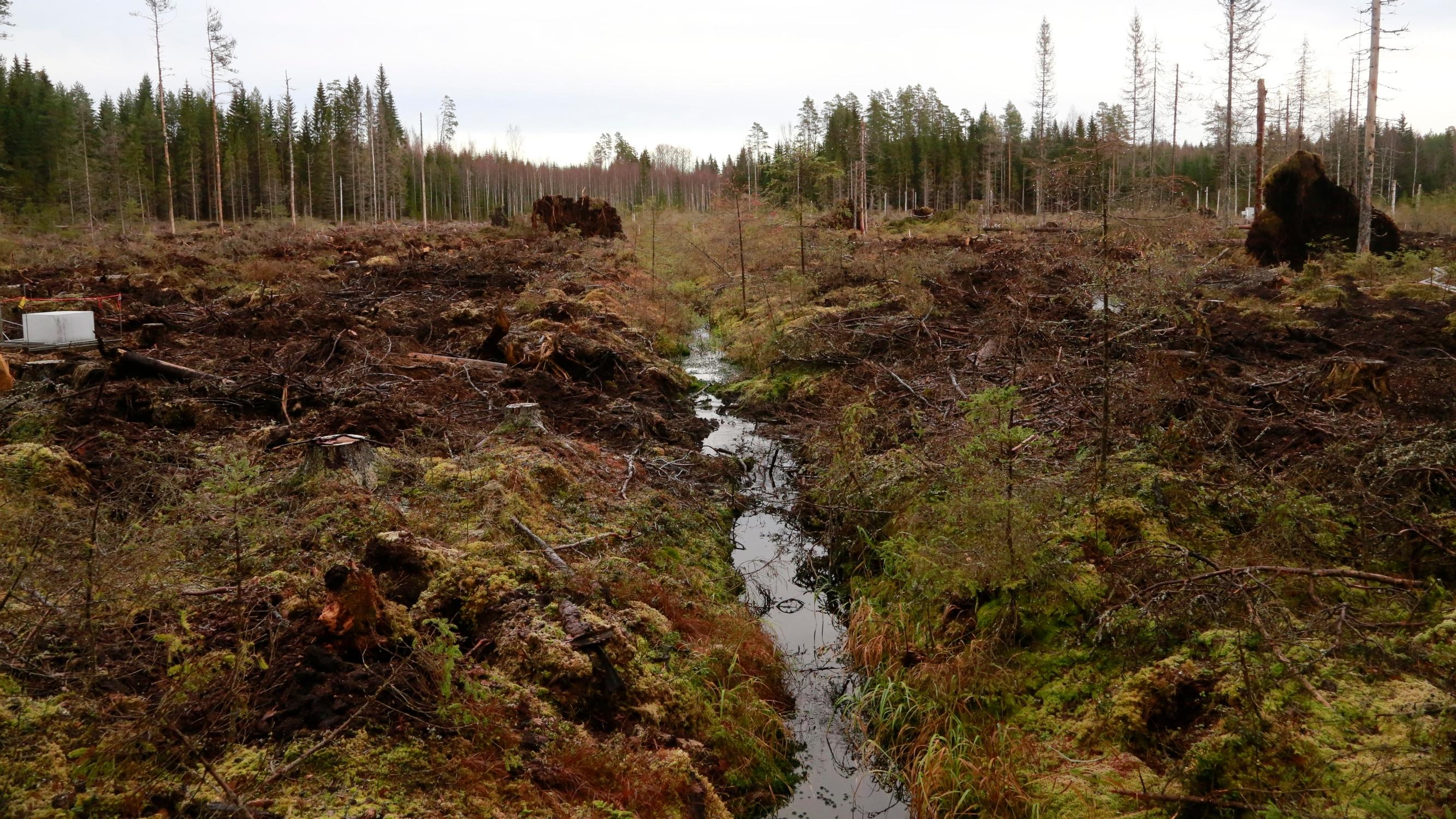 Suomen suoluonnon tila heikkenee – Suurin syy ojitus – Etelän lettosoista hävinnyt yli 90 prosenttia – Suolintujen kannat puolittuneet