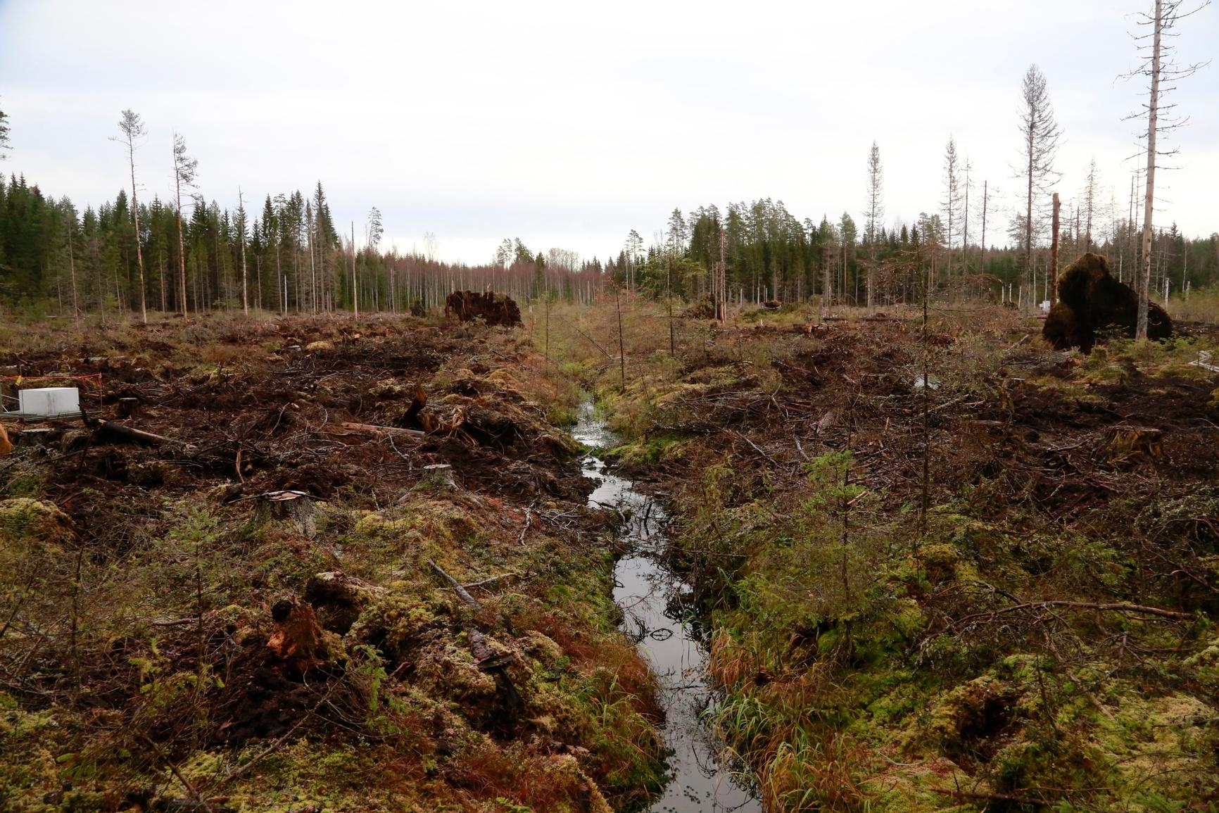 Suot Suomessa: Tila heikkenee syy ojitus | Seuraukset vakavat | Apu