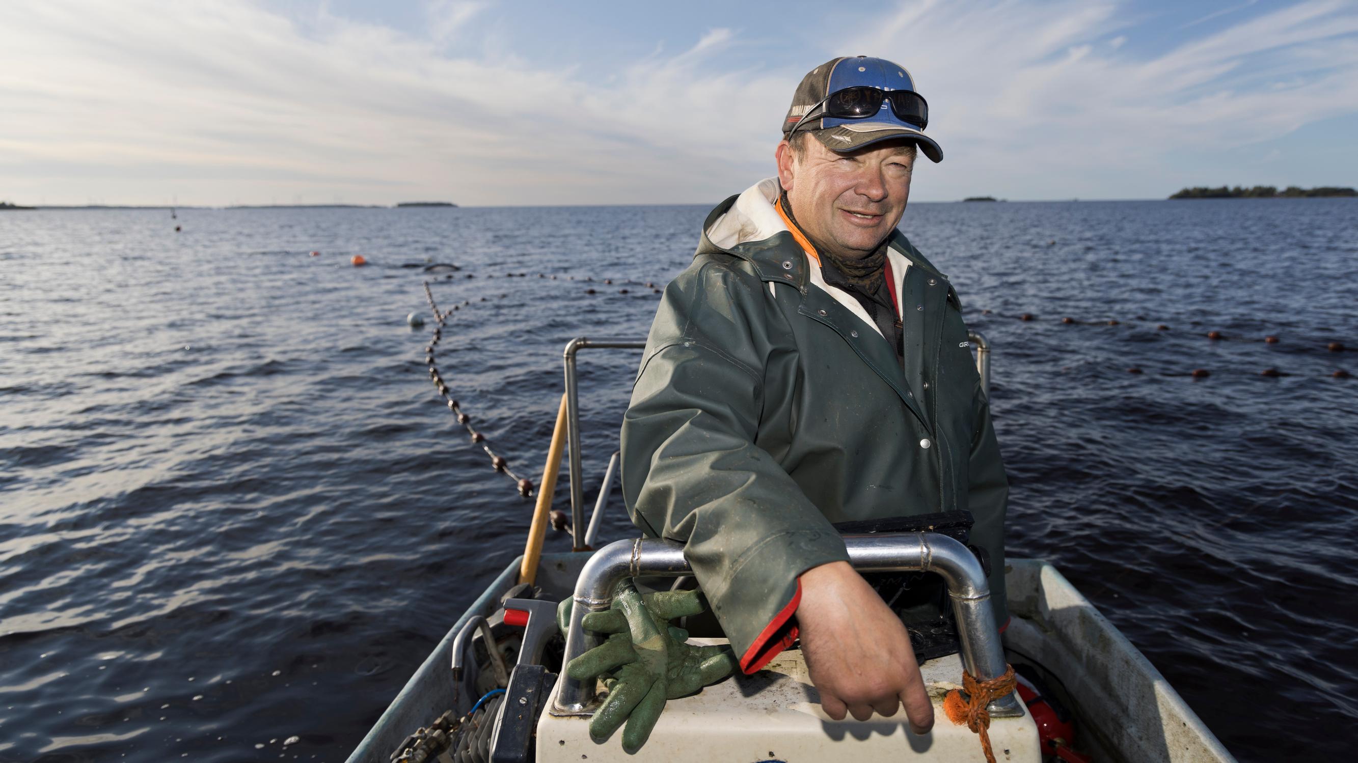 Tässä on kalastaja Markku Sotisaaren viimeinen toivo – Paisunut hyljekanta uhkaa lopettaa Perämeren rannikkokalastuksen