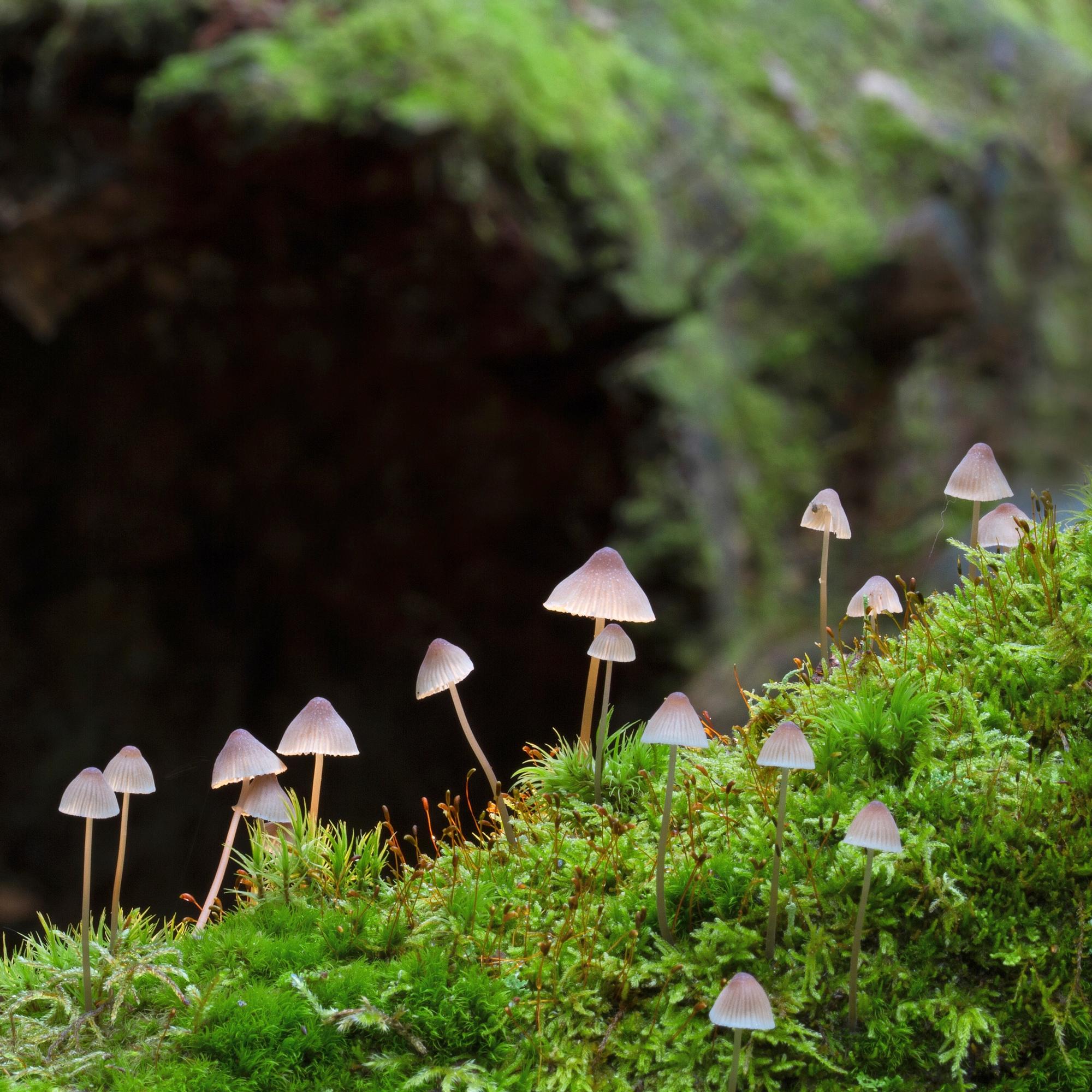 Ei pelkkää pannuntäytettä – Sieniretki voi olla myös visuaalinen nautinto ja ilo muutenkin kuin makuaistille