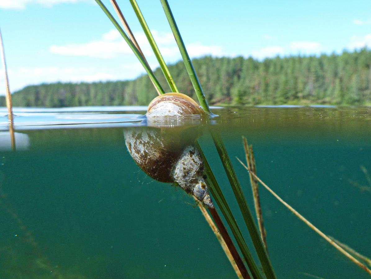 Vedenalainen luonto: Tämä on Suomen paras vedenalainen retkikohde | Apu