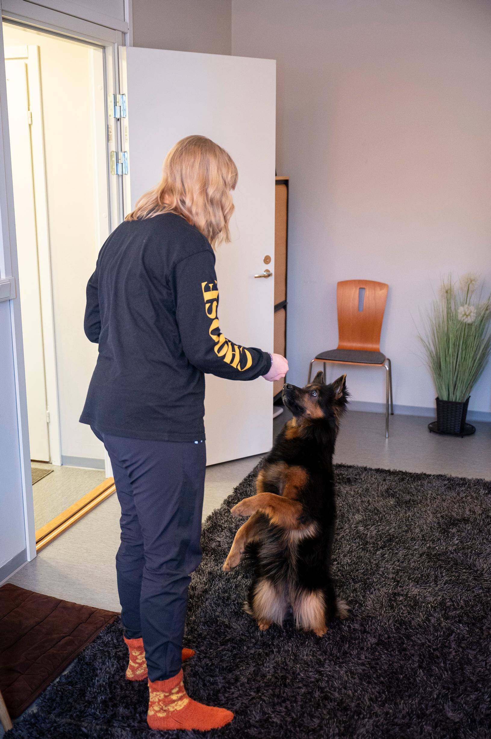 Koira on terapian apu yhä useammin. Terapiakoiran kanssa toimimisessa on keskeisiä asioita ovat kommunikaatio ja onnistumisen kokemukset.