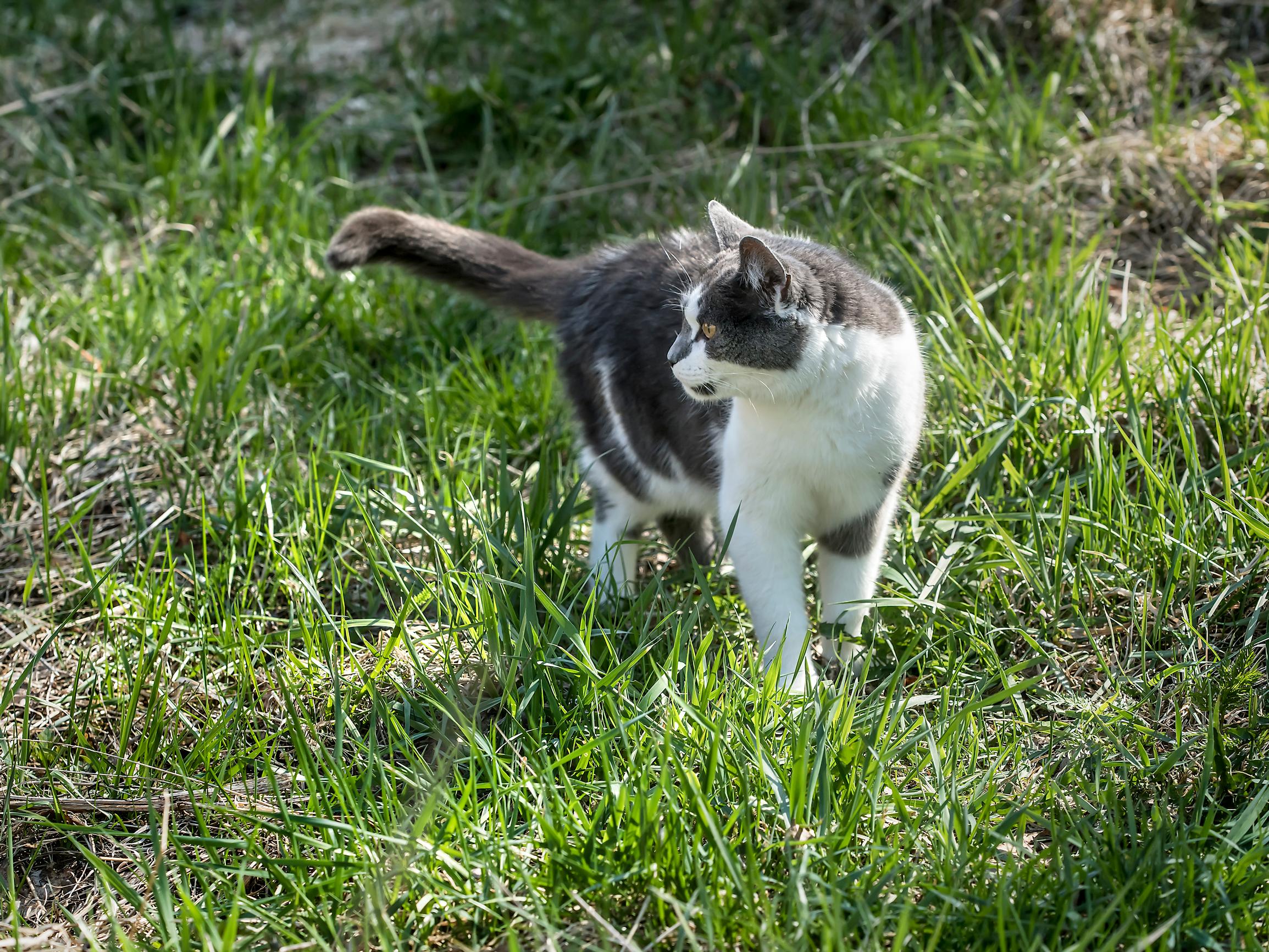Suomessa vaeltaa jo yli 20 000 koditonta kissaa, joita kukaan ei kaipaa eikä etsi: "Kivut eivät aina näy päältä"