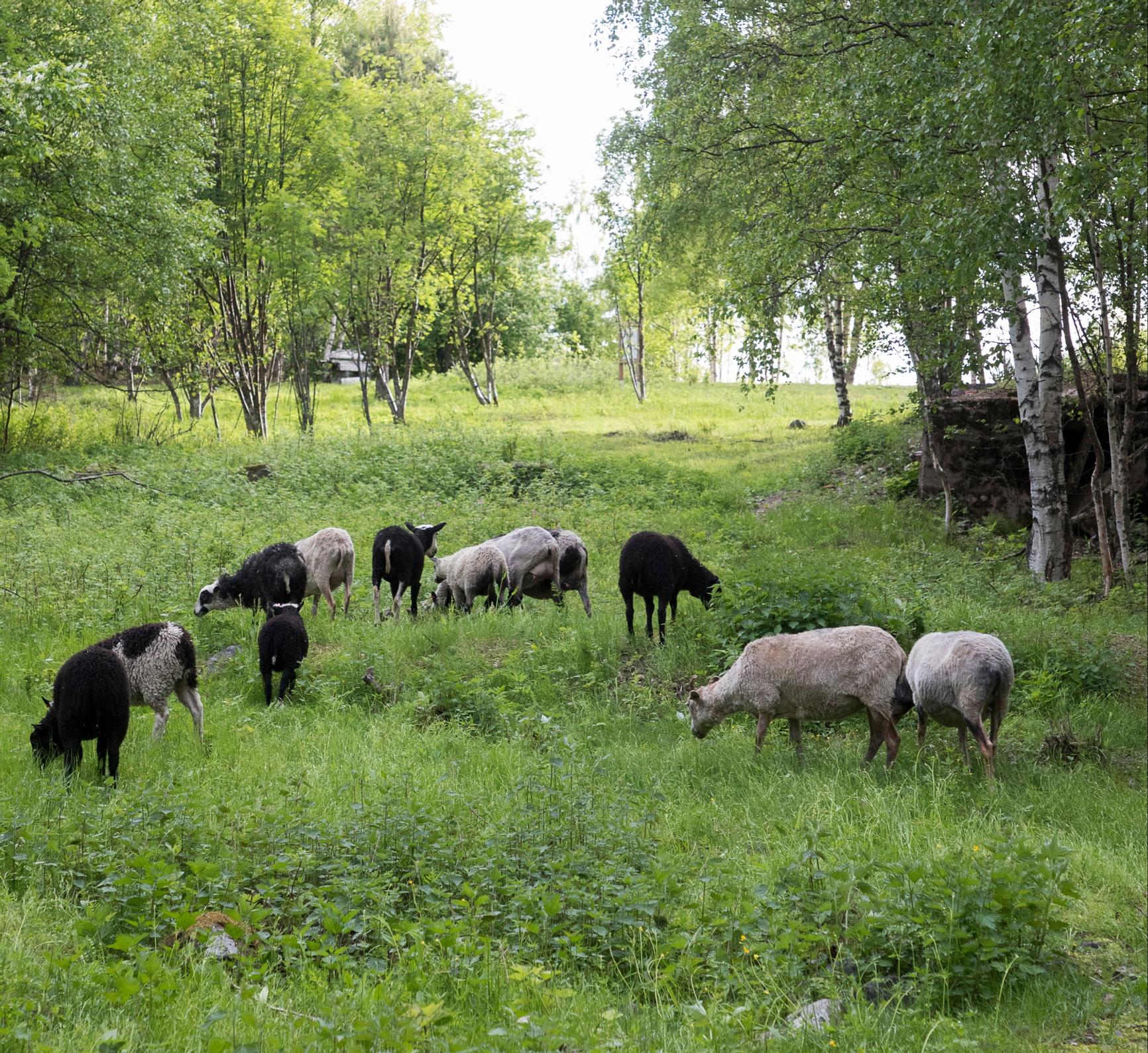 Lampaat pelastavat perinnemaisemaa ruokapalkalla | Apu