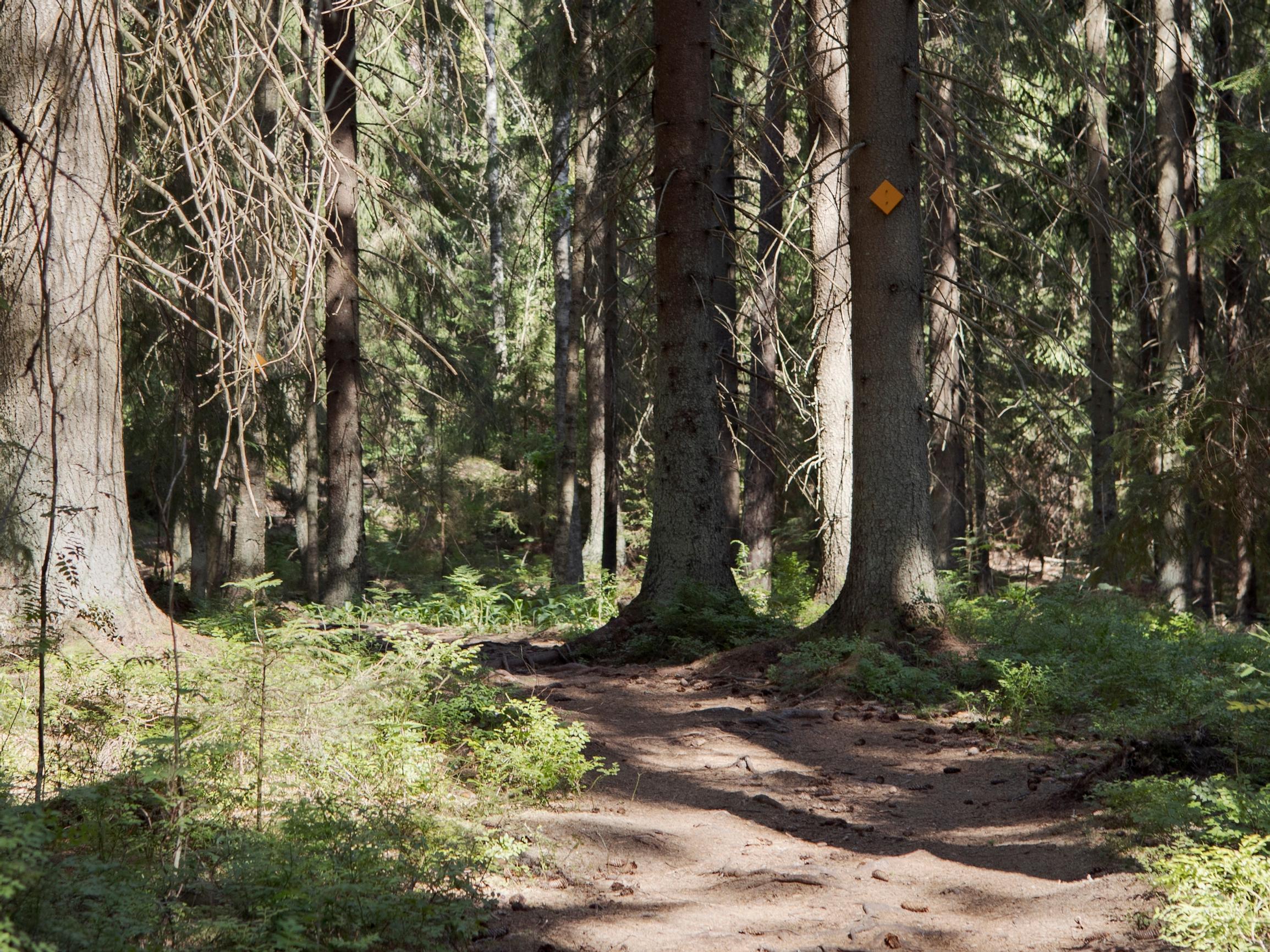 Joko tunnet tämän kansallispuiston Helsingin lähellä: Sipoonkorpi on luontohelmi, jossa on myös mukavasti palveluita saatavilla