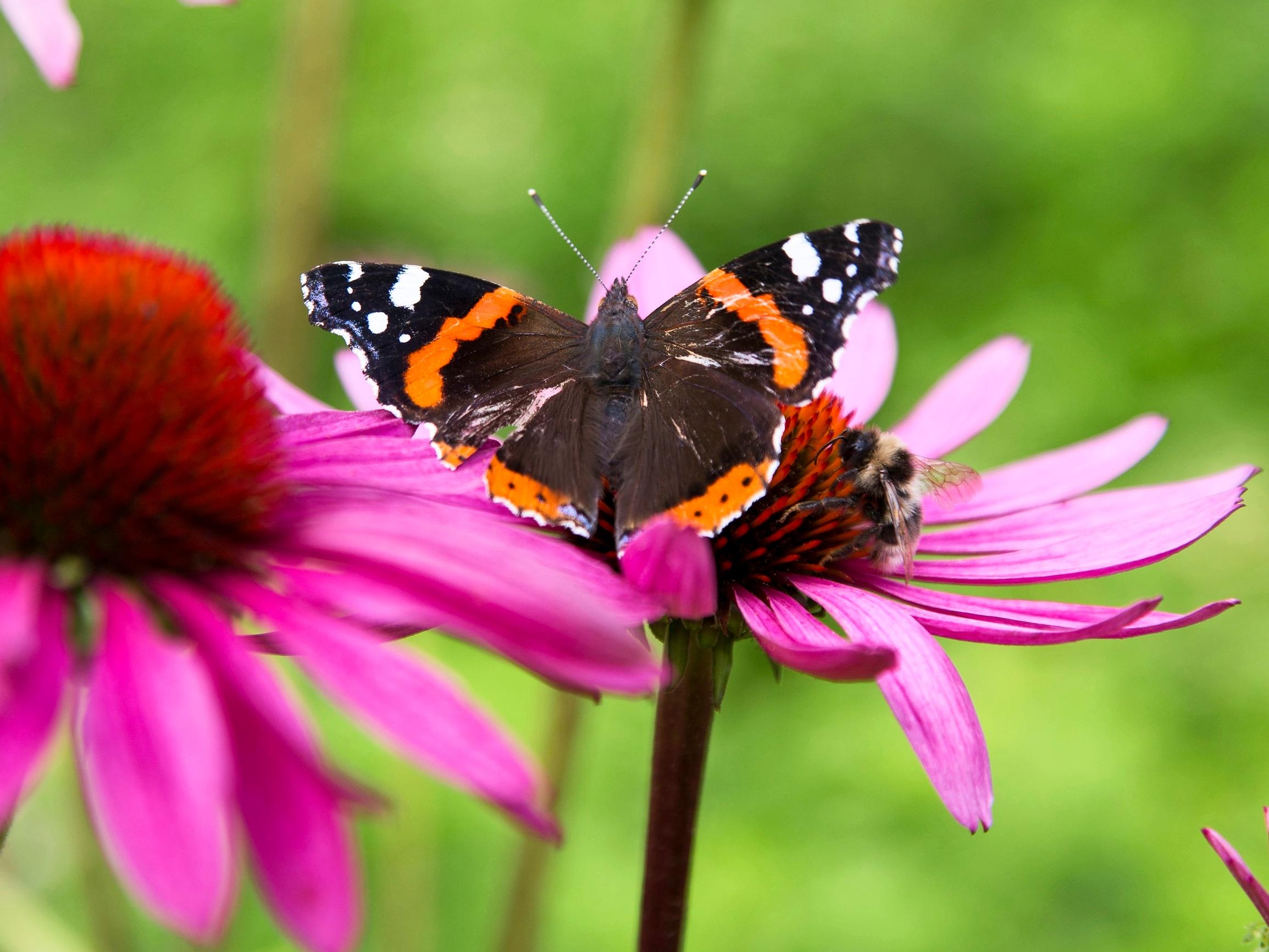 Kuuma kesä sopi hyvin päiväperhosille – Syke: Uusi sukupolvi vielä elo–syyskuussa on mahdollinen