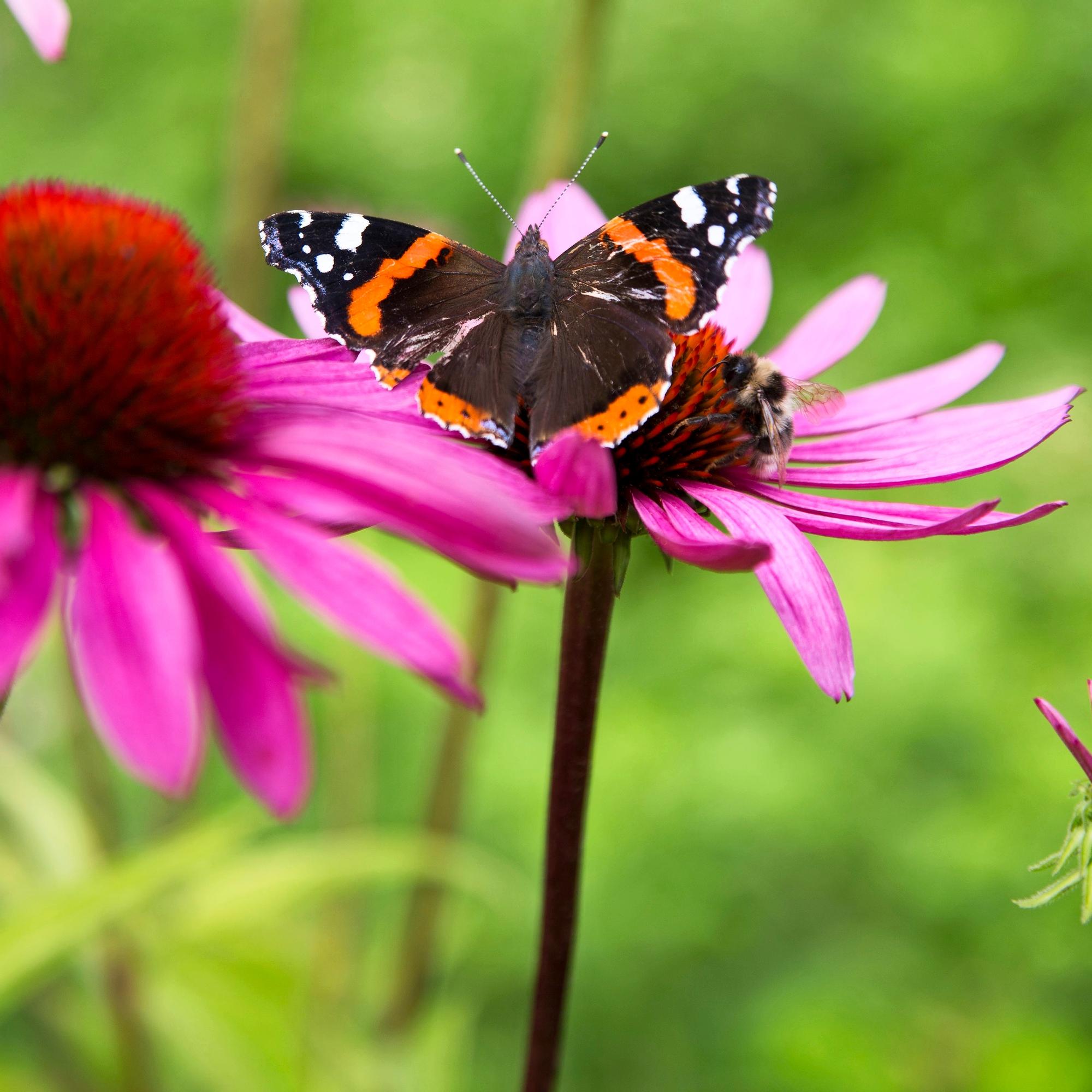 Kuuma kesä sopi hyvin päiväperhosille – Syke: Uusi sukupolvi vielä elo–syyskuussa on mahdollinen