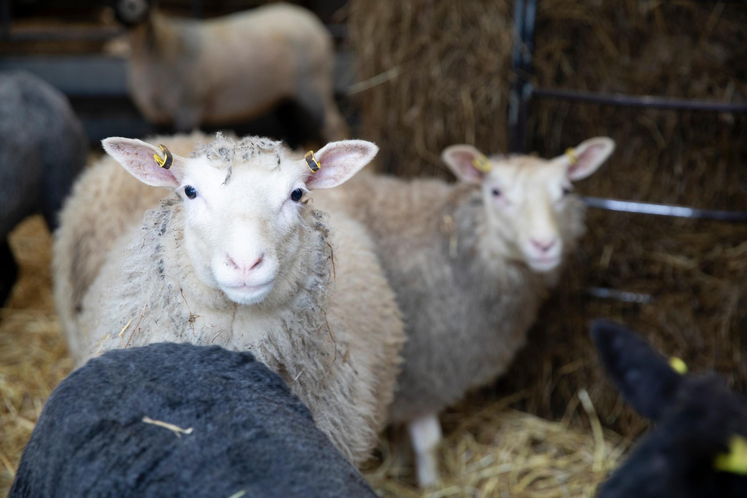 Lampaita lampolassa.