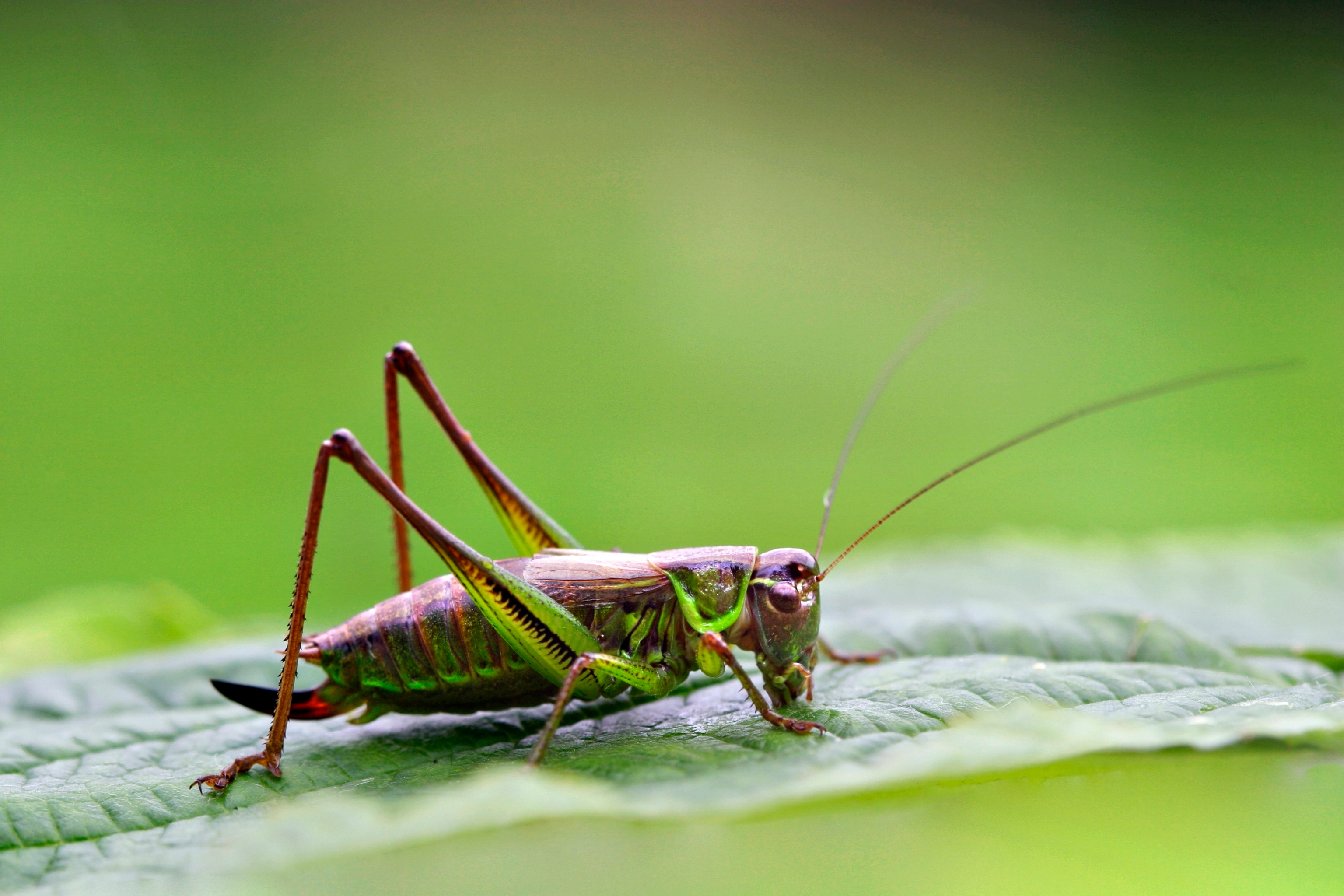 Hyönteisten äänet | Hepokatit, heinäsirkat ja hyttysten Tinder | Apu