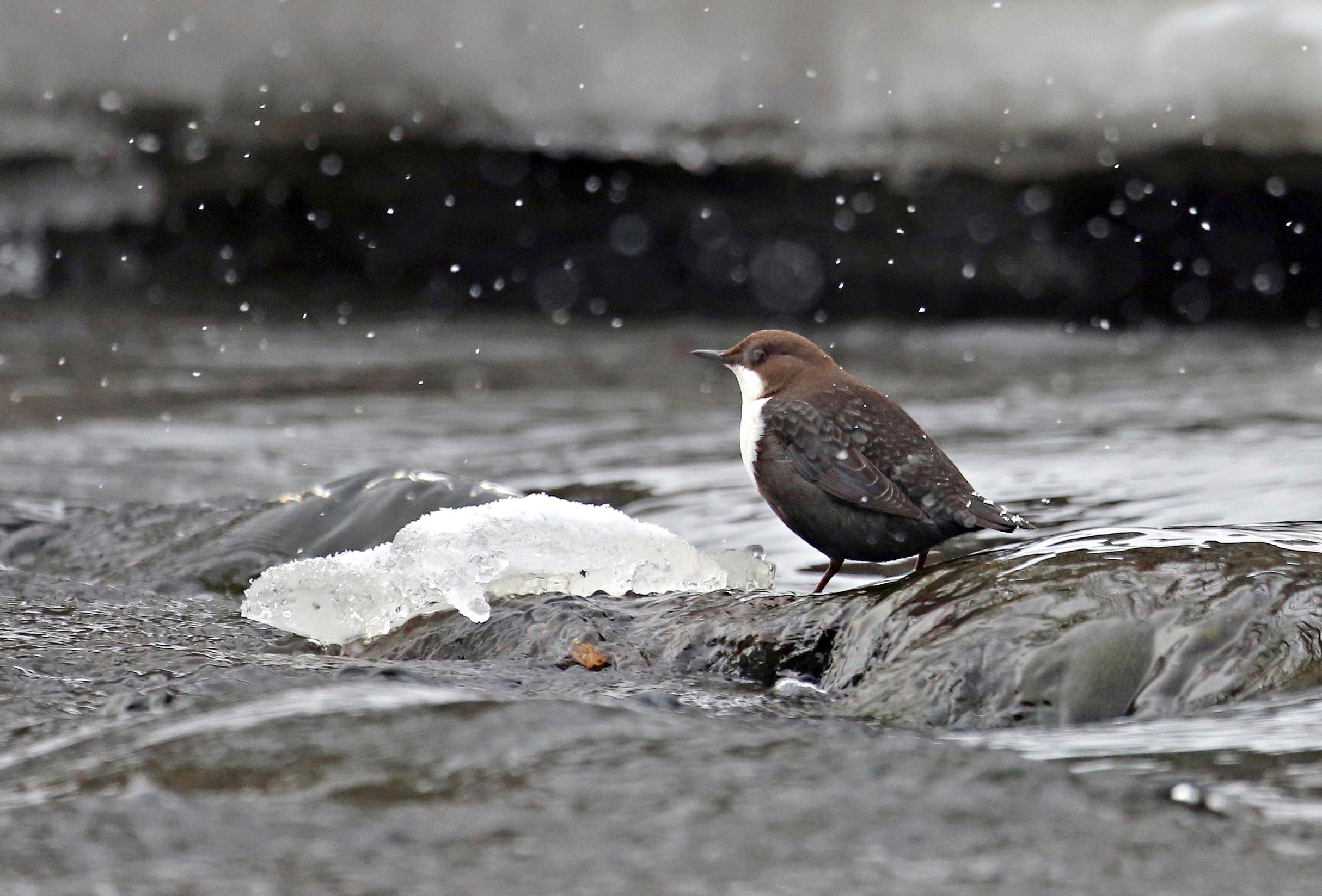 Koskikara joen partaalla