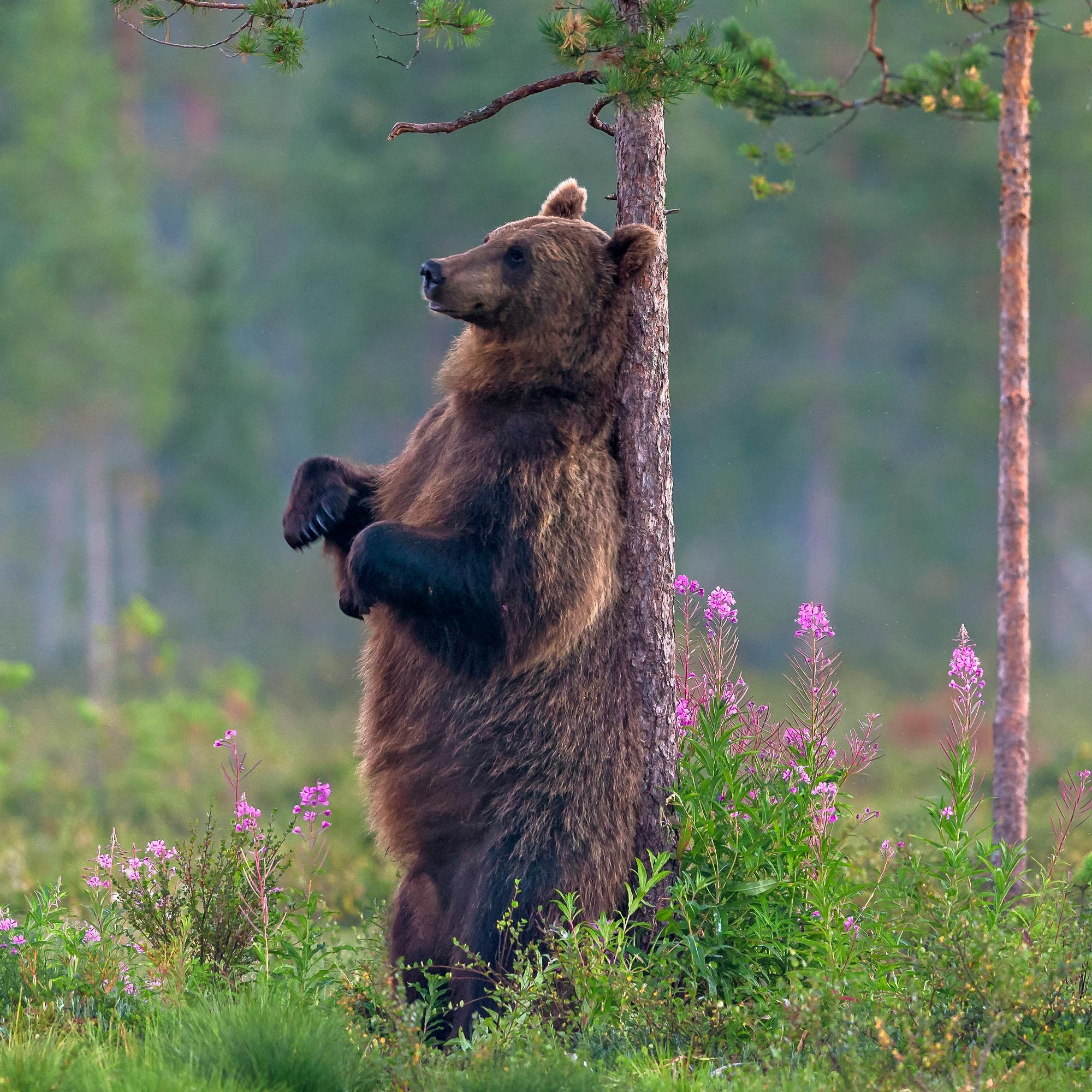 Tutkija: "Karhut tottuvat ihmisiin kuvauskojuilla – Ei riskitöntä" – Karhukanta kaksinkertaistui 20 vuodessa