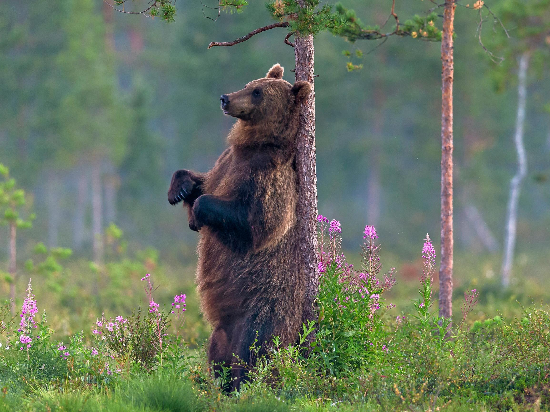 Tutkija: "Karhut tottuvat ihmisiin kuvauskojuilla – Ei riskitöntä" – Karhukanta kaksinkertaistui 20 vuodessa