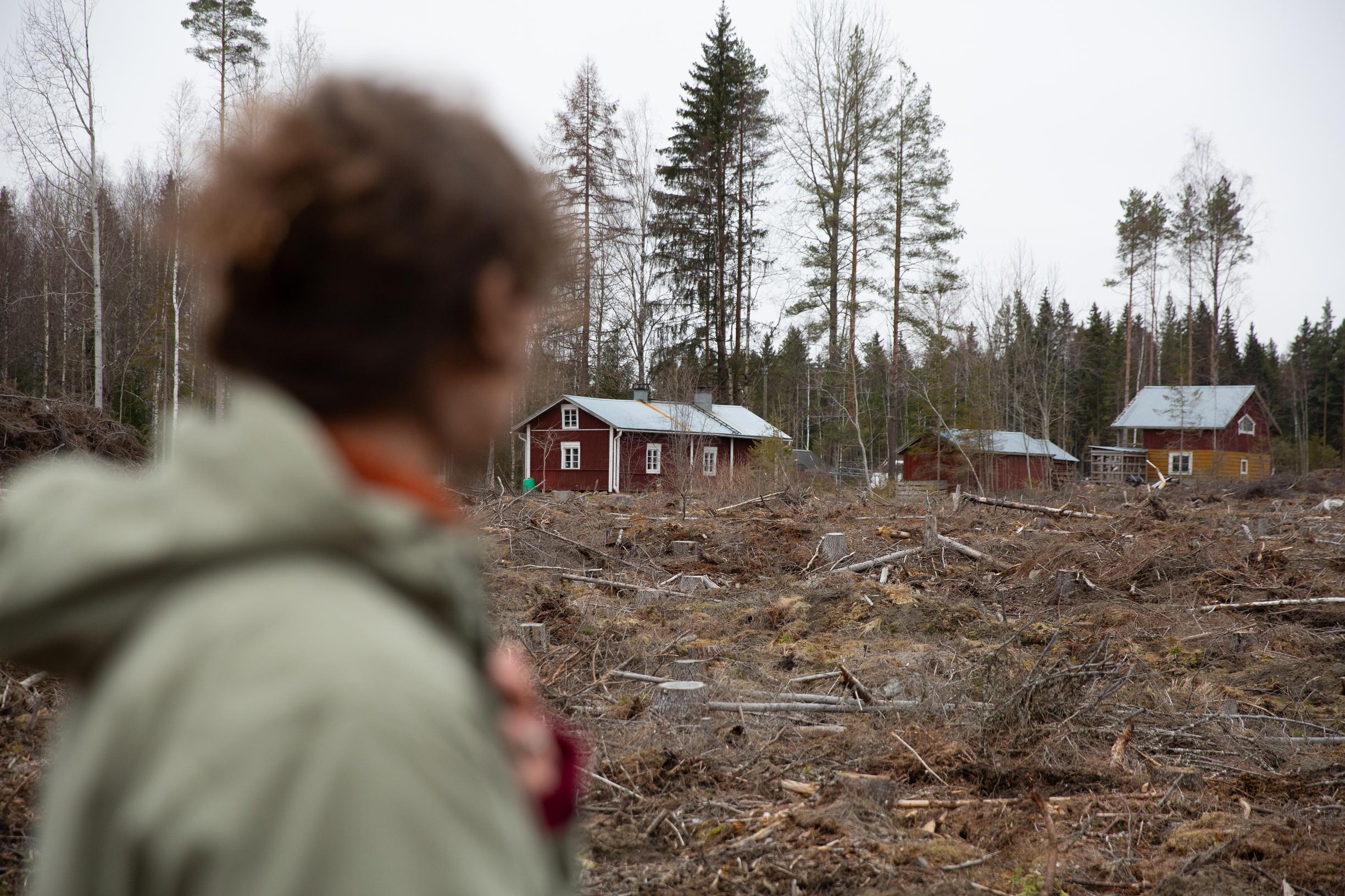 Jenna osti mökin ennen kaikkea sitä ympäröineen metsän takia.