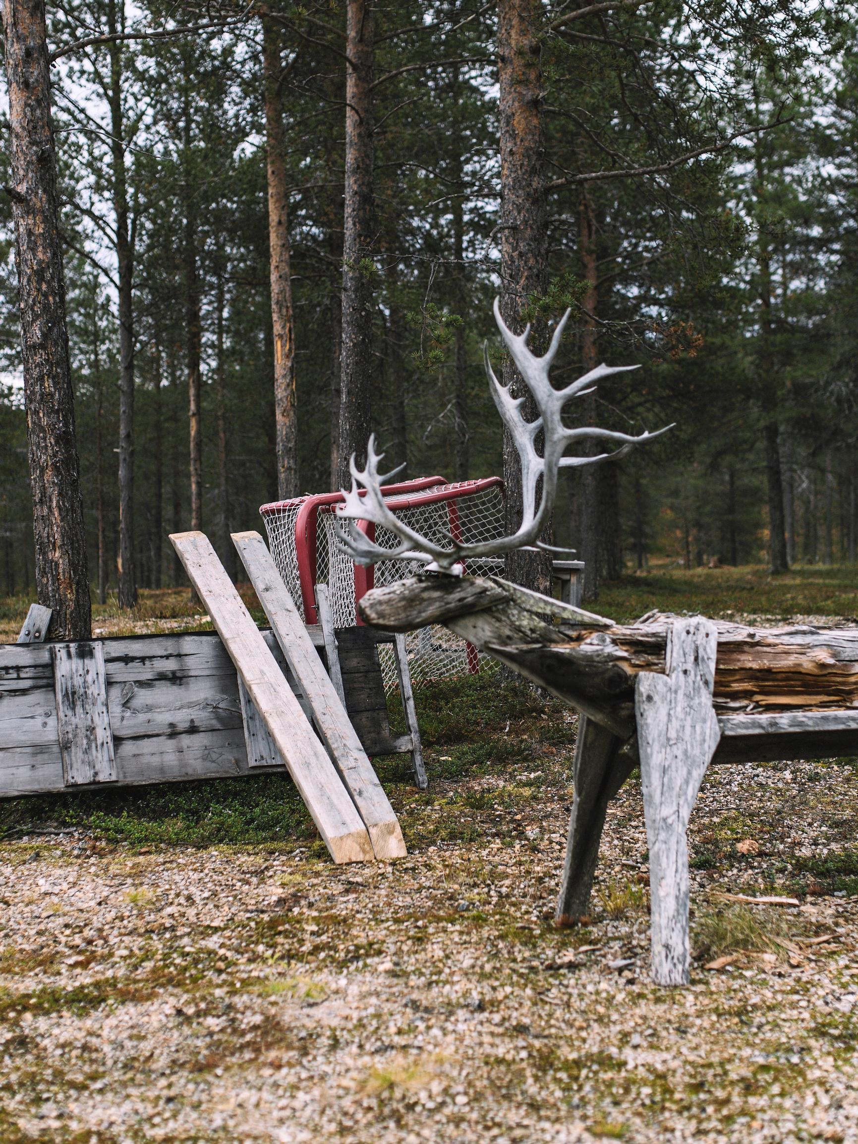 Saamelaisalueilla kahden katastrofin katovuosi – Talvi tappoi porot ja pandemia viimeisteli ahdingon