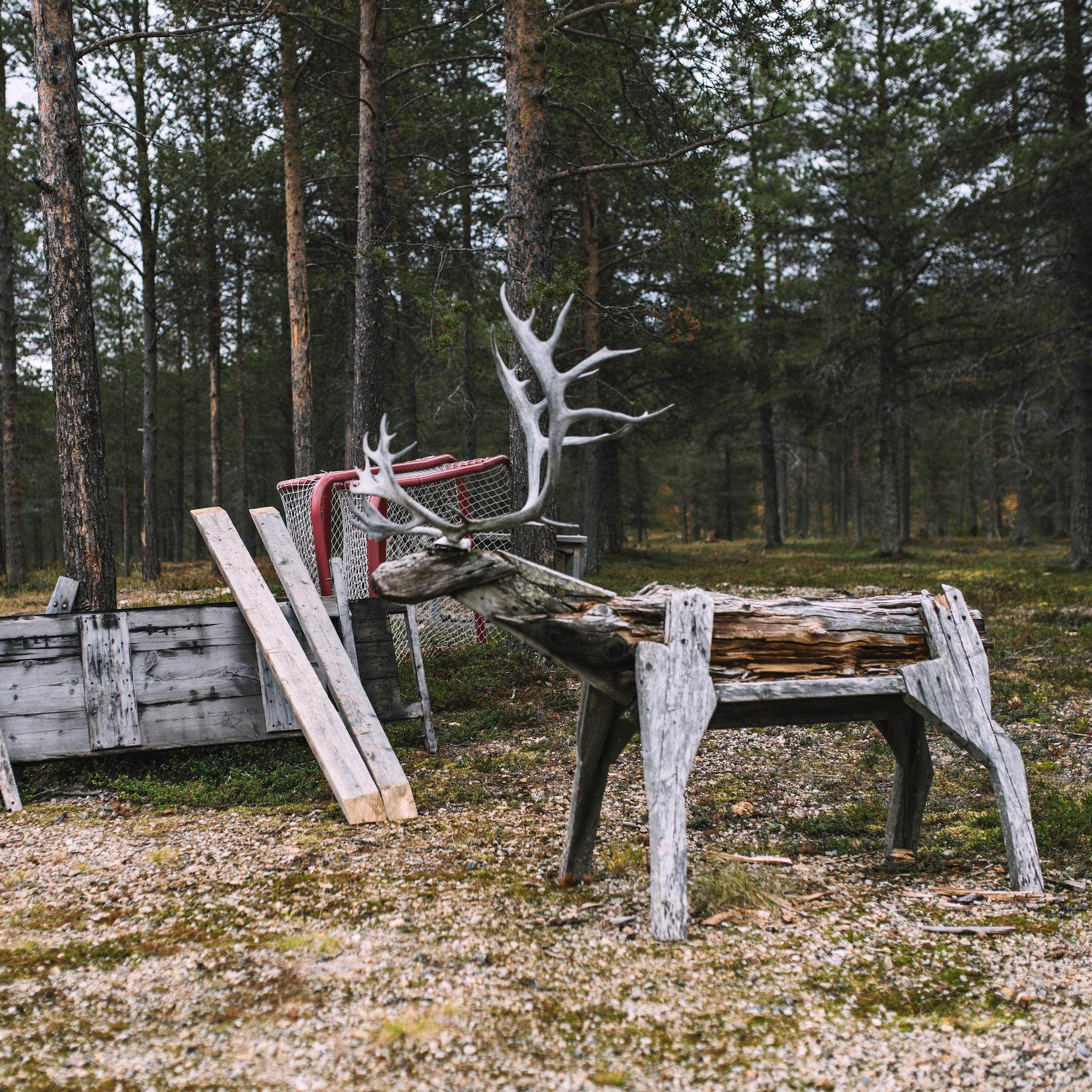 Saamelaisalueilla kahden katastrofin katovuosi – Talvi tappoi porot ja pandemia viimeisteli ahdingon