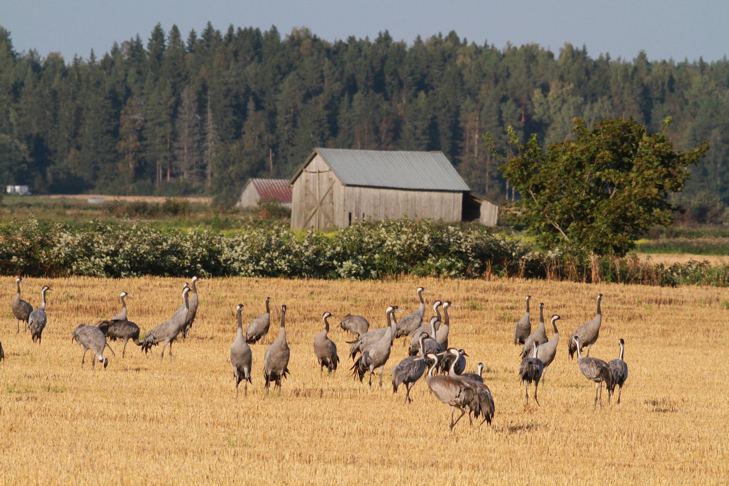 Suomi on kurjelle tärkeä maa, sillä täällä elää neljännes maanosamme kurkikannasta.