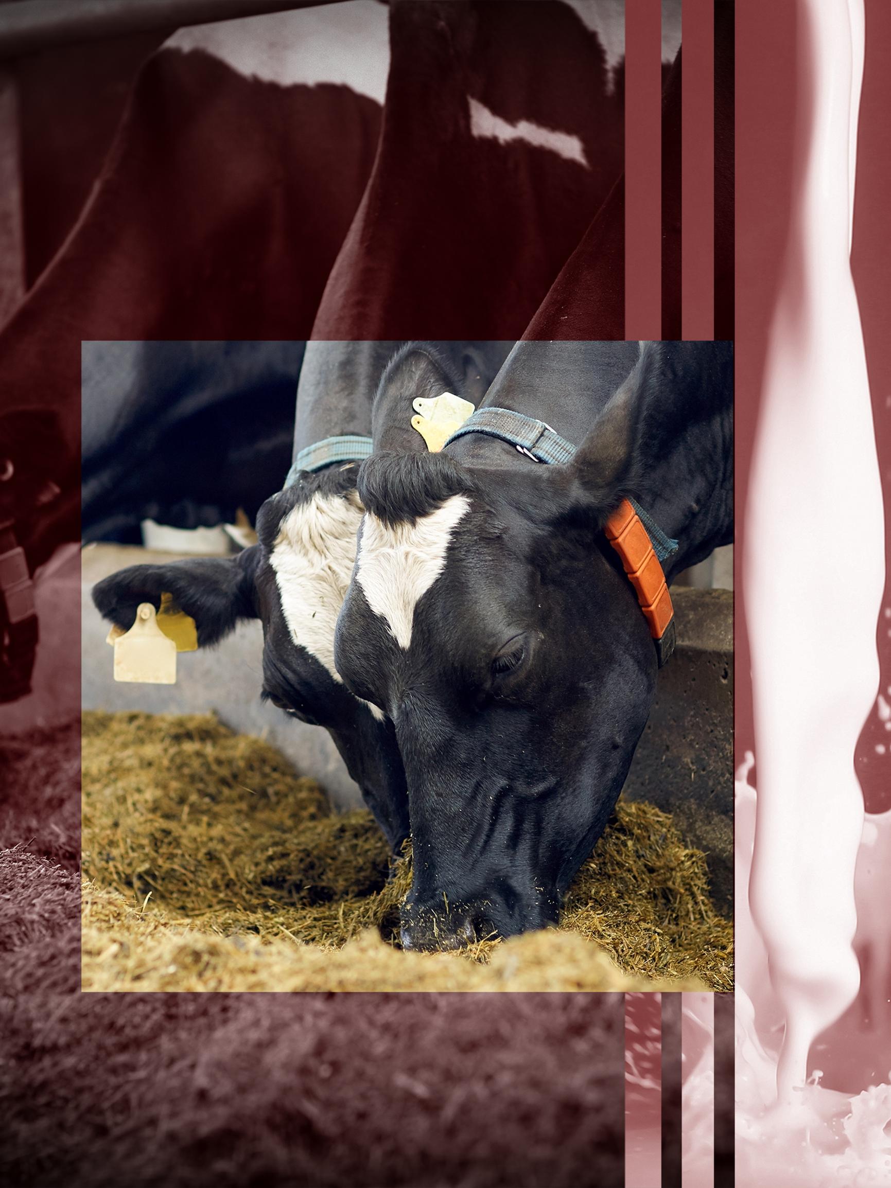 Video lyyhistyneestä lehmästä järkyttää – Piileekö kohumaidossa skandaali vai salaliittoteoria?