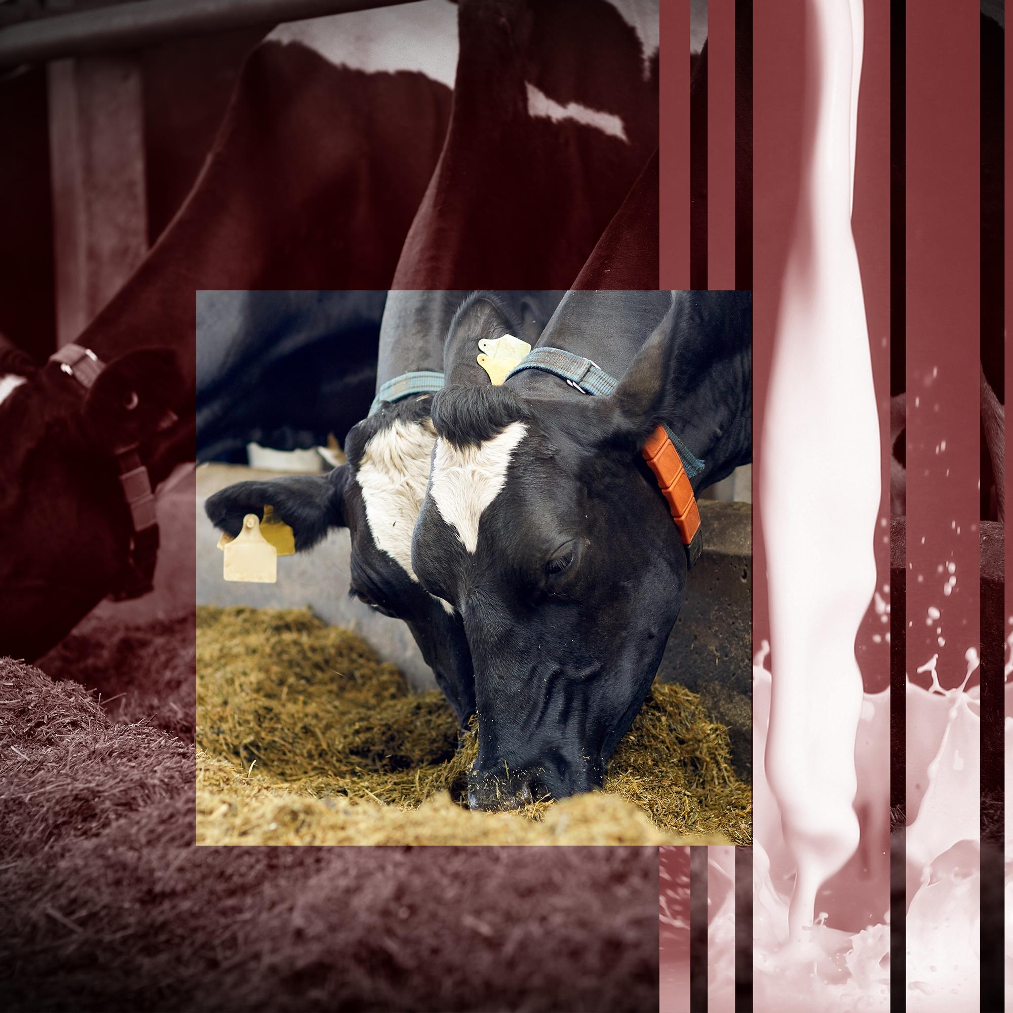 Video lyyhistyneestä lehmästä järkyttää – Piileekö kohumaidossa skandaali vai salaliittoteoria?