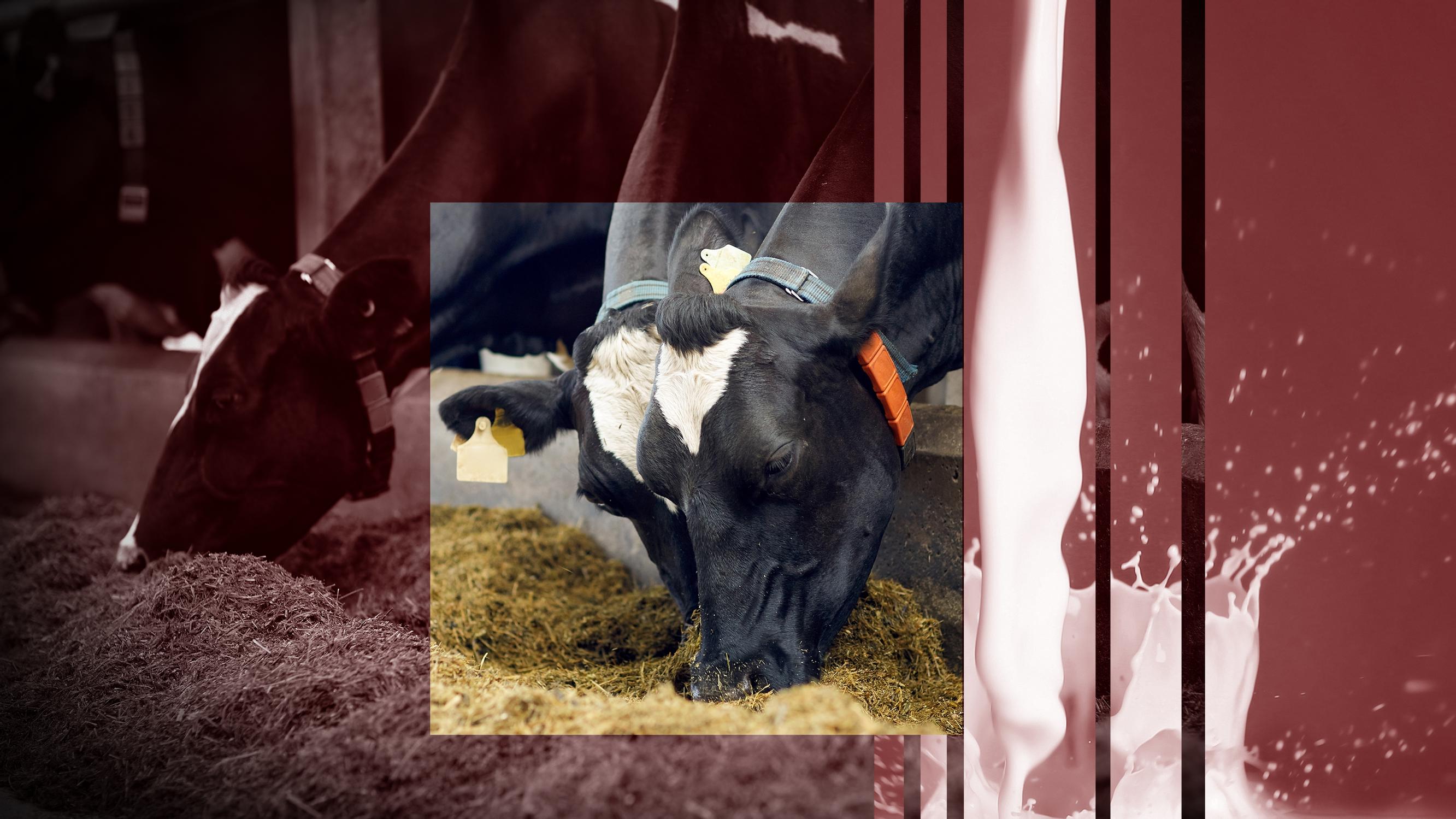 Video lyyhistyneestä lehmästä järkyttää – Piileekö kohumaidossa skandaali vai salaliittoteoria?