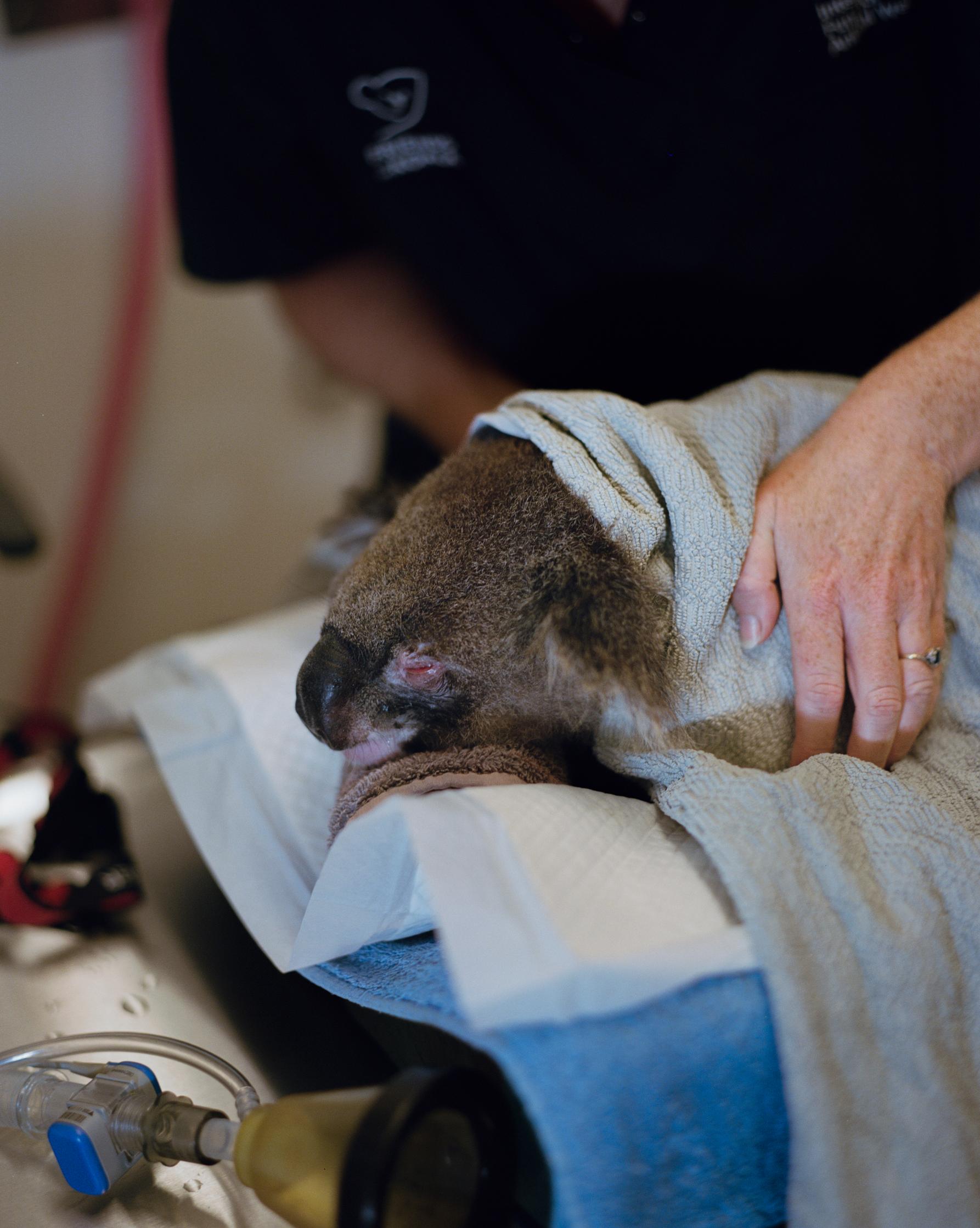 Klamydiatartunnan saanut koala hoidossa sairaalassa.
