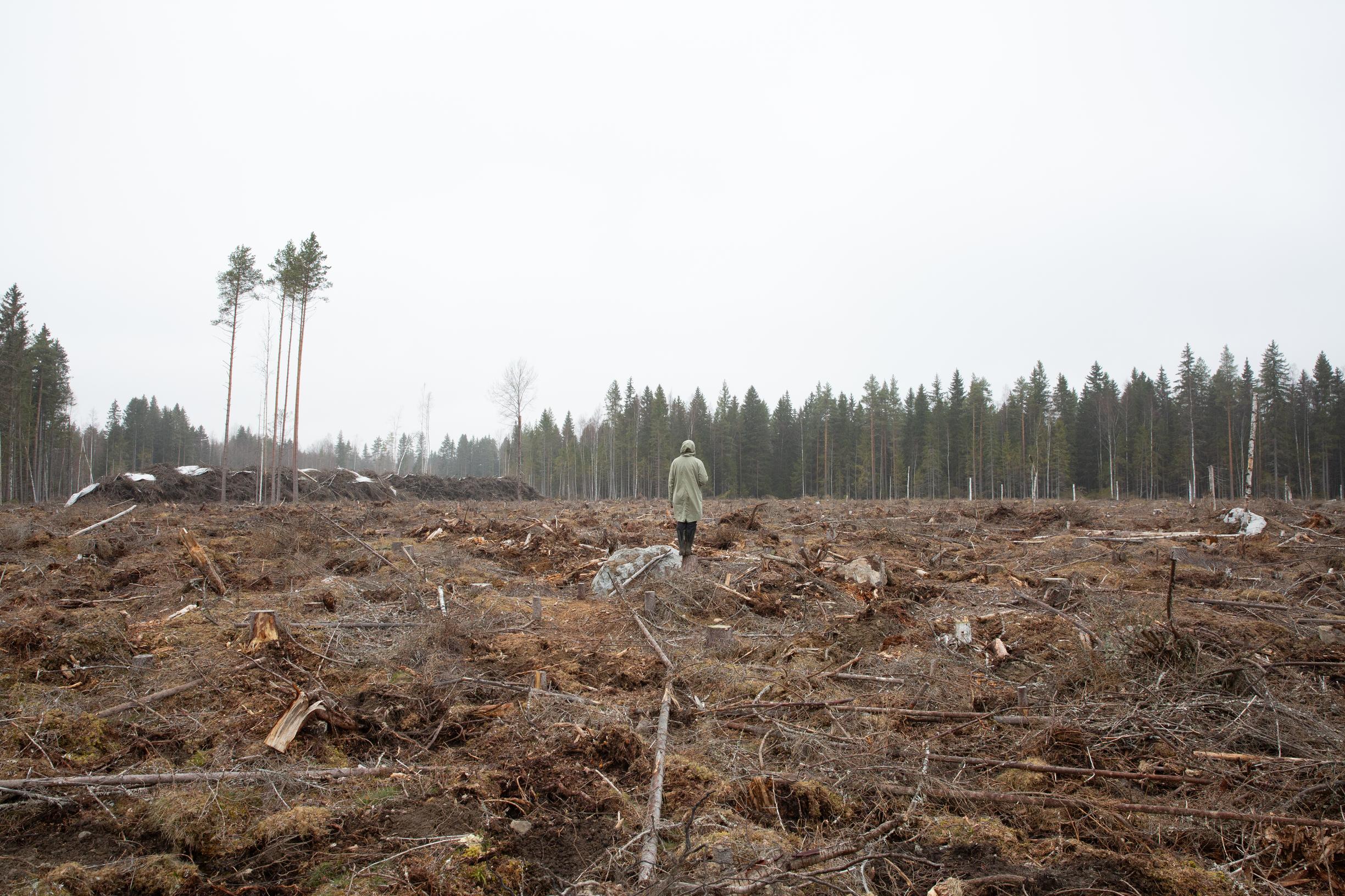 Hakkuuaukko. Jennan tietojen mukaan hakkuun reunalla näkyvä metsä on myyty samoissa kaupoissa kuin hänen mökkinsä ympäriltä hakattu metsä.