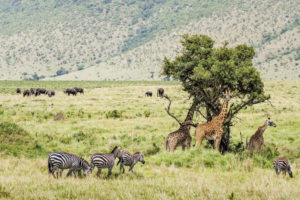 Afrikan Paras Safari Mondo