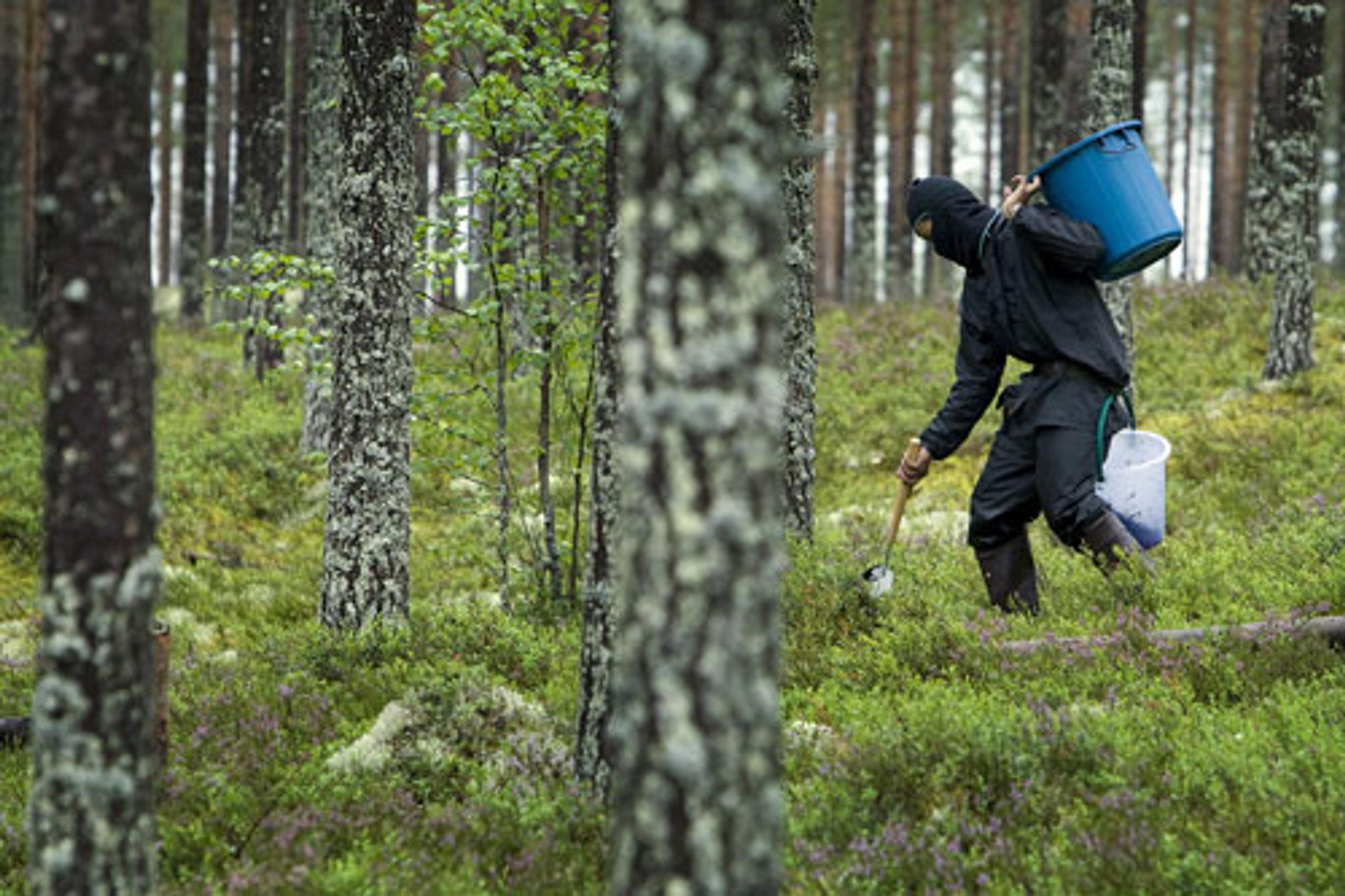 Ongelmat kypsyvät metsässä