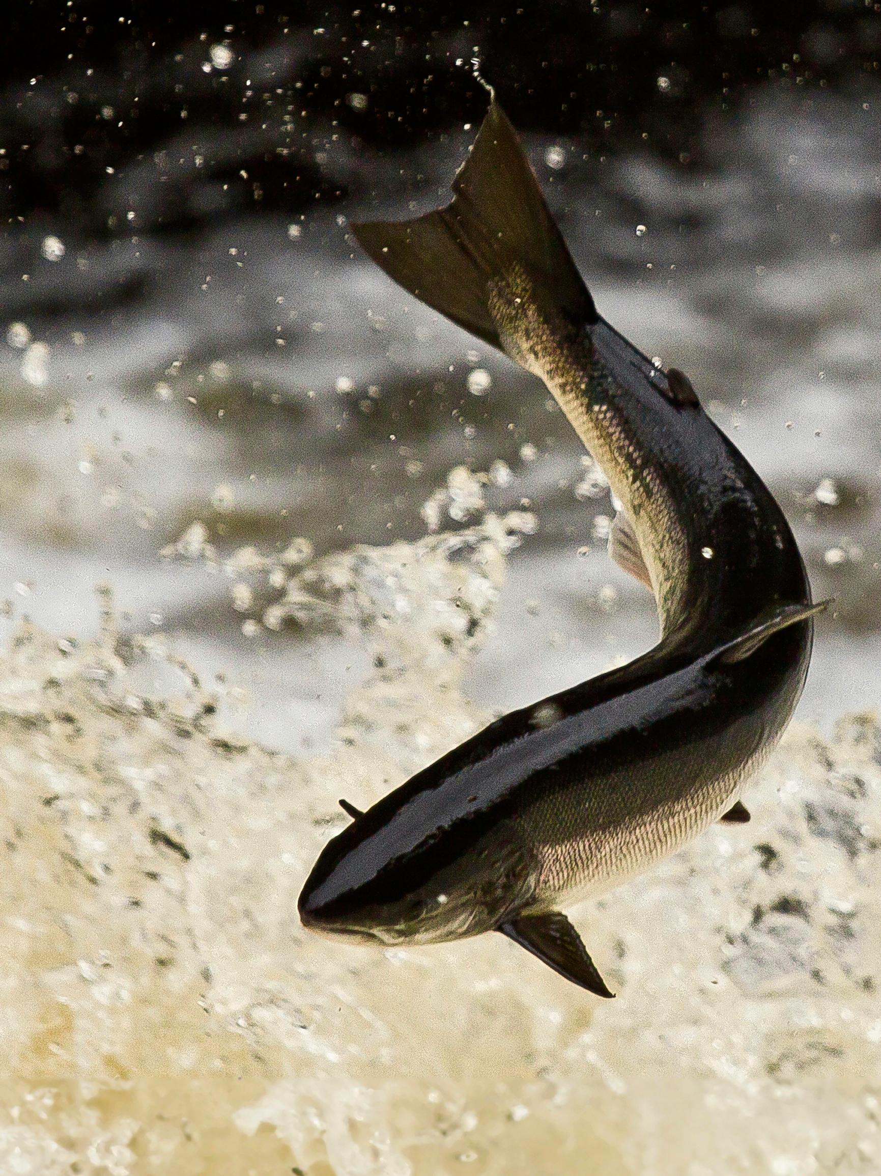 Tenon lohta nousi taas enemmän heikon viime vuoden jälkeen – Myös Tornionjoen tilanne parani