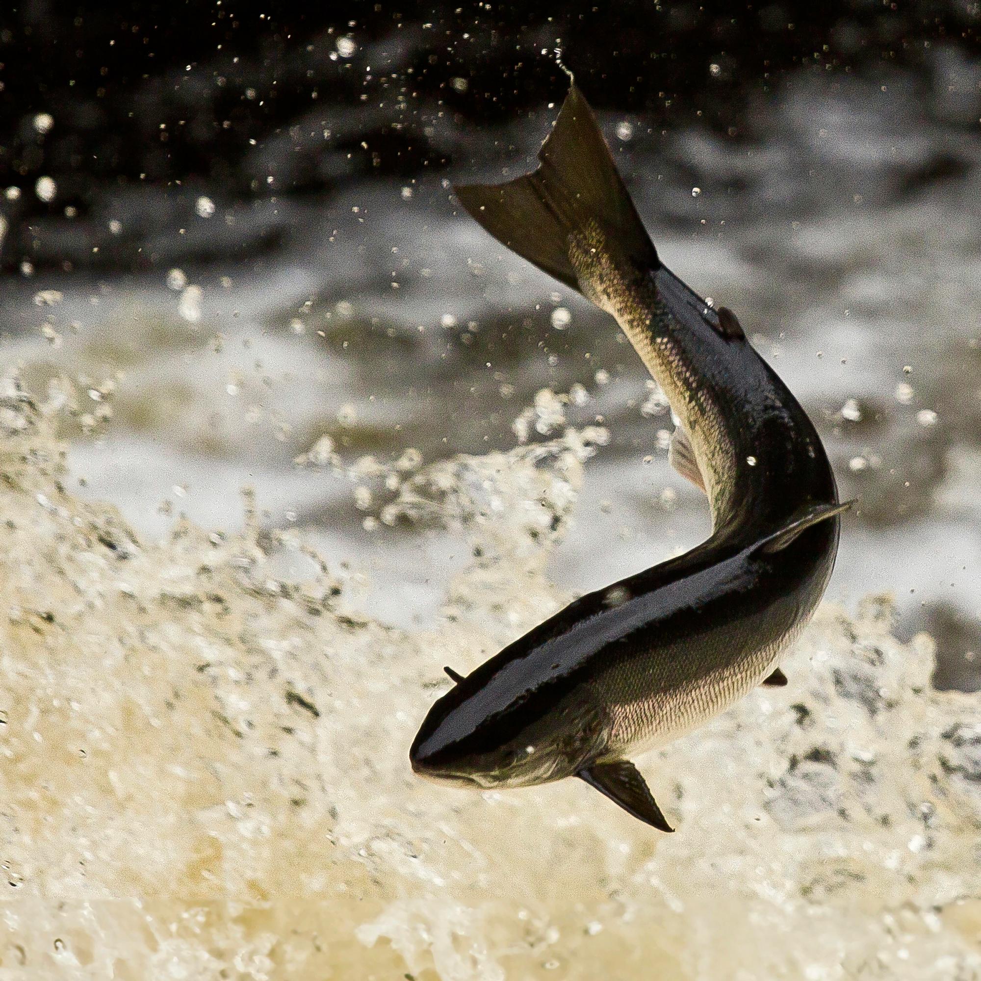 Tenon lohta nousi taas enemmän heikon viime vuoden jälkeen – Myös Tornionjoen tilanne parani