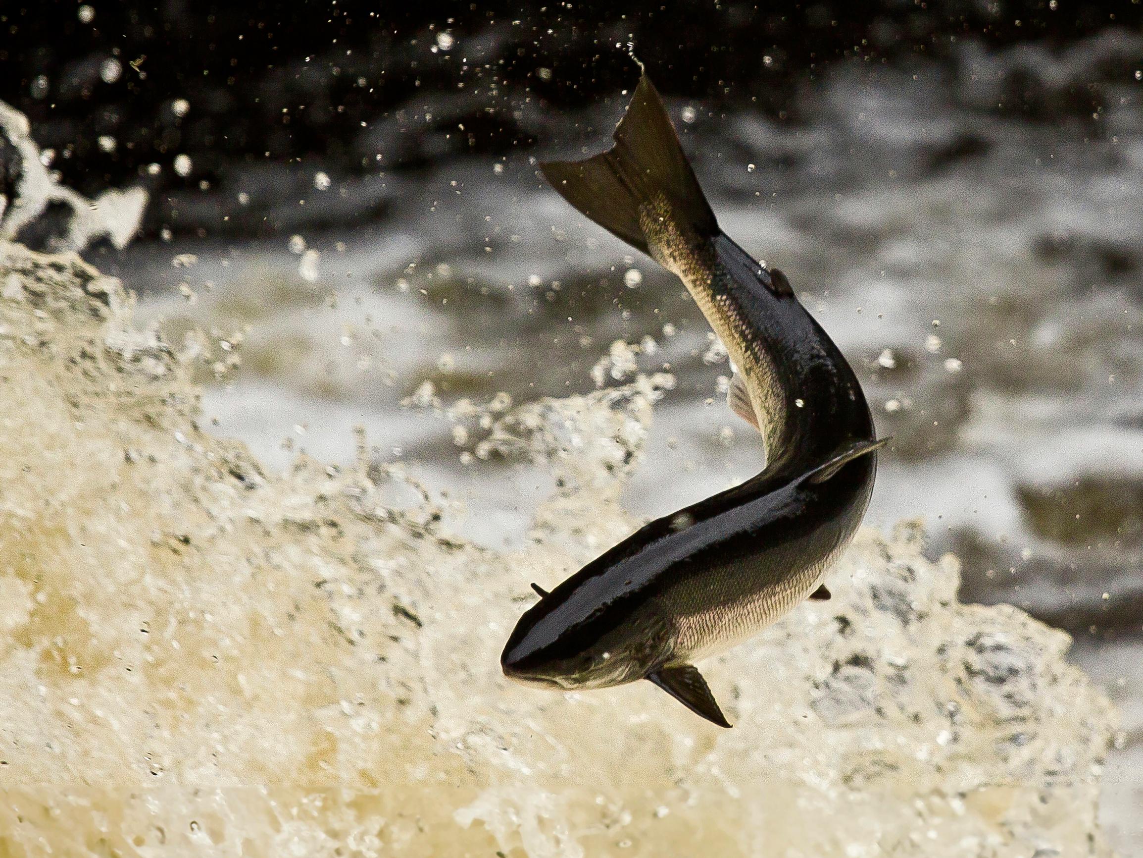 Tenon lohta nousi taas enemmän heikon viime vuoden jälkeen – Myös Tornionjoen tilanne parani