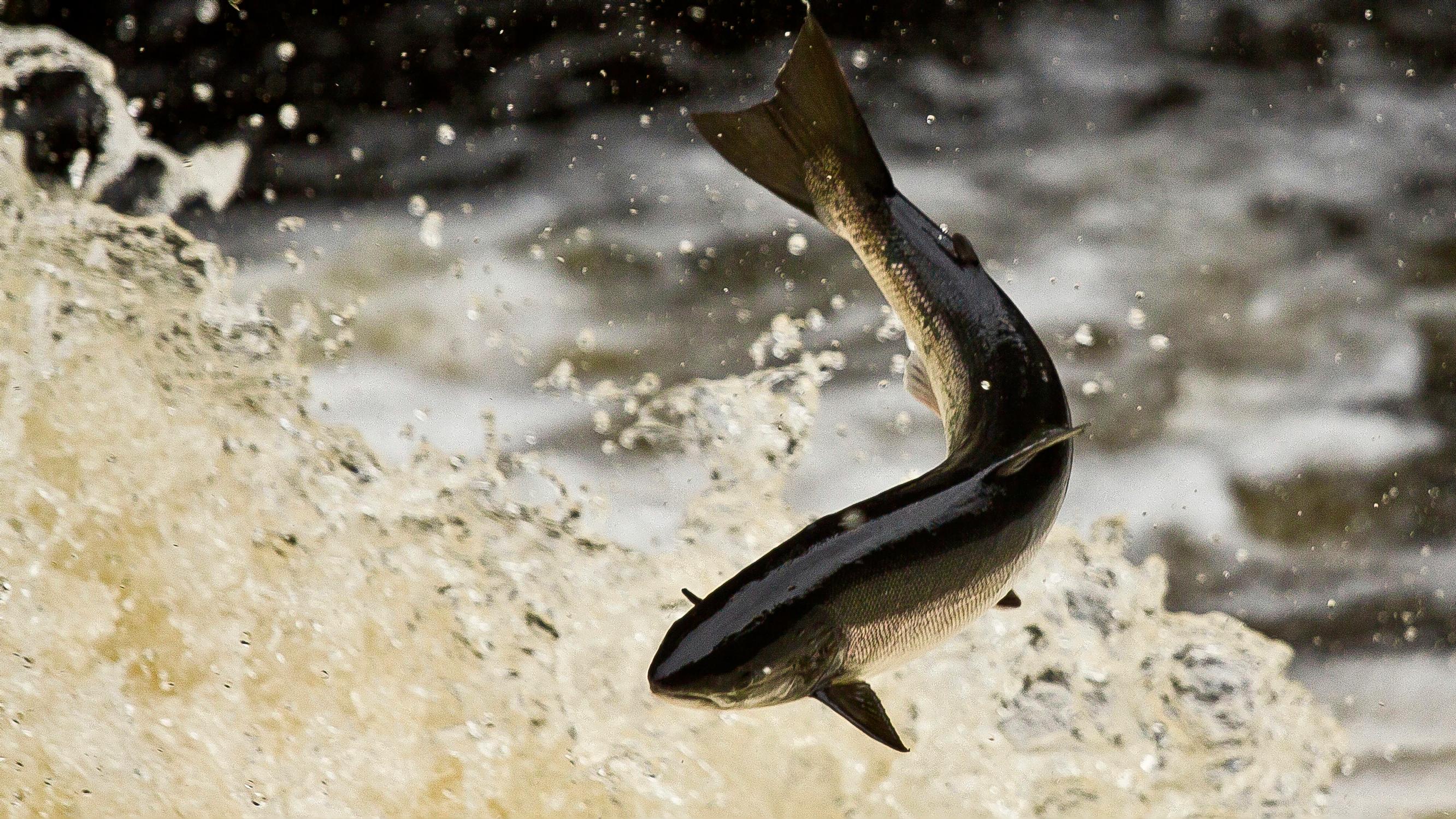 Tenon lohta nousi taas enemmän heikon viime vuoden jälkeen – Myös Tornionjoen tilanne parani